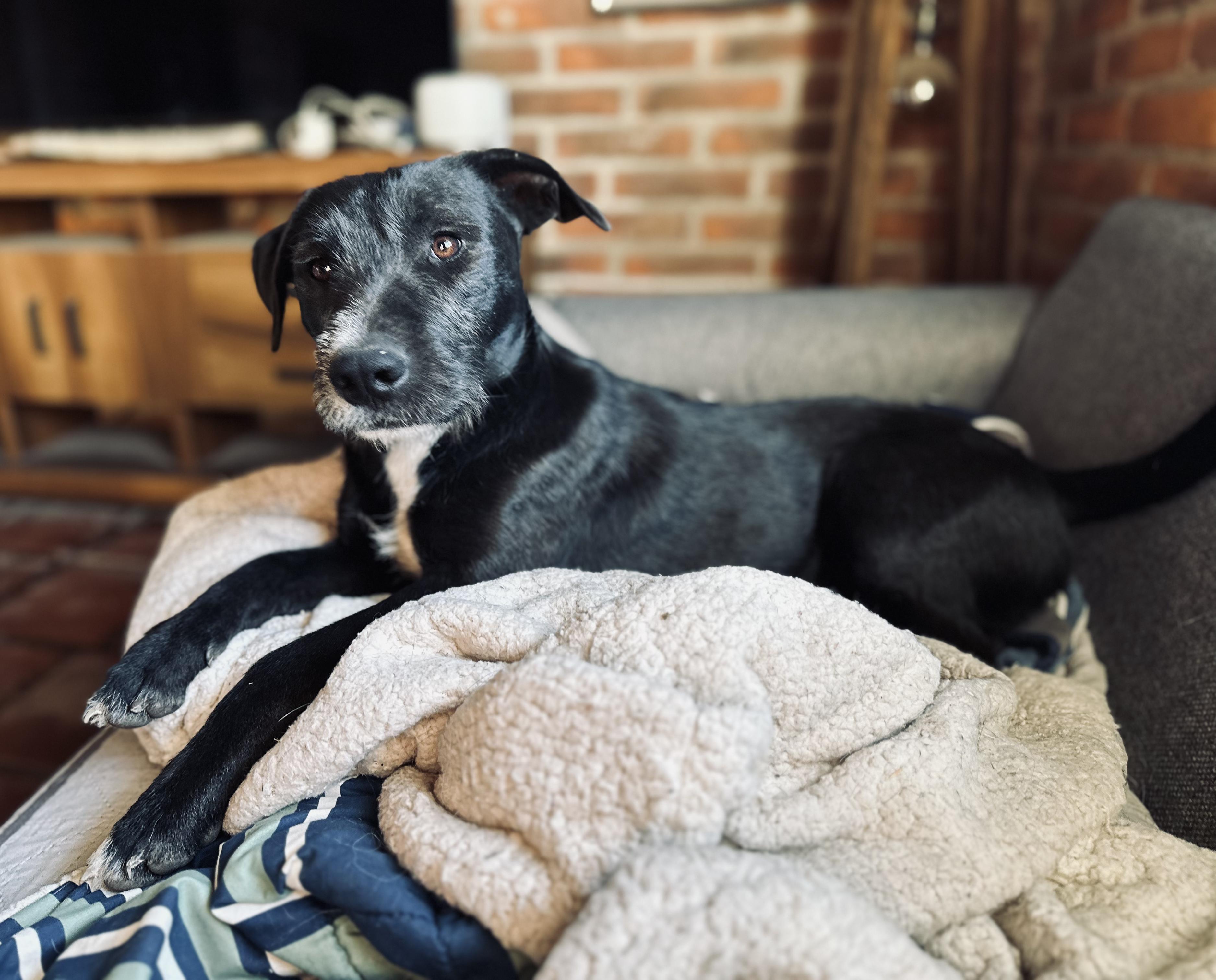 Scout, Adoptable, Young Male Mixed Breed.