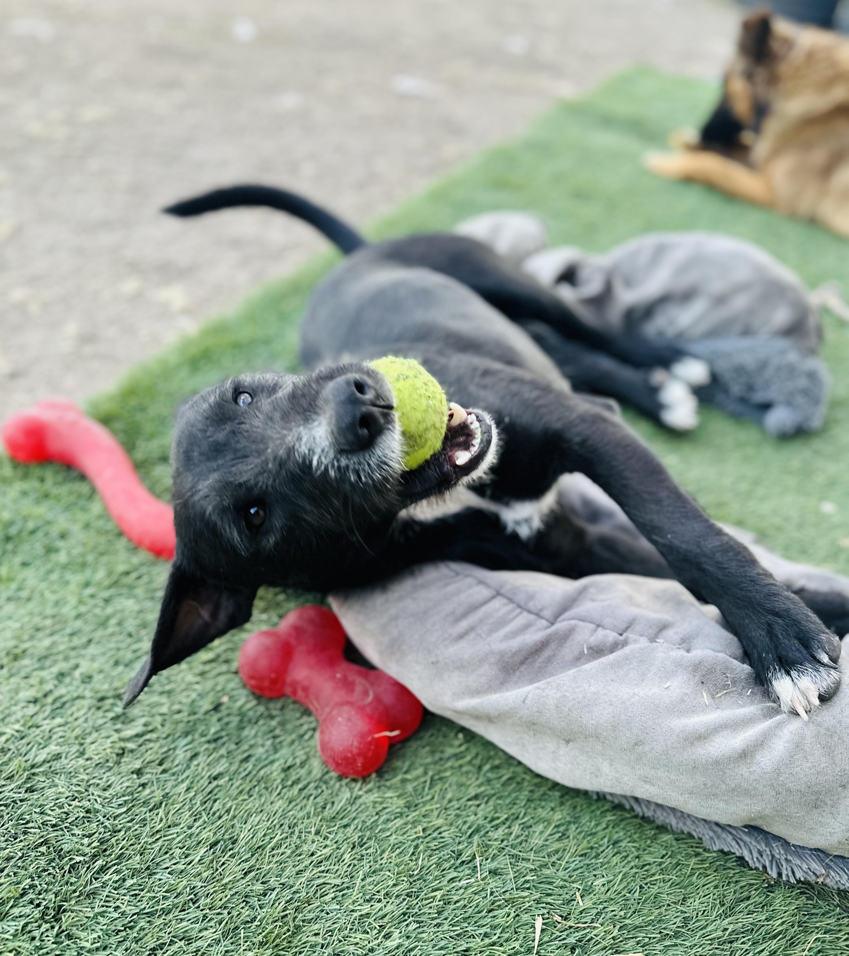 Enlarge Scout, a Adoptable Mixed Breed in Encino, CA image 2/6