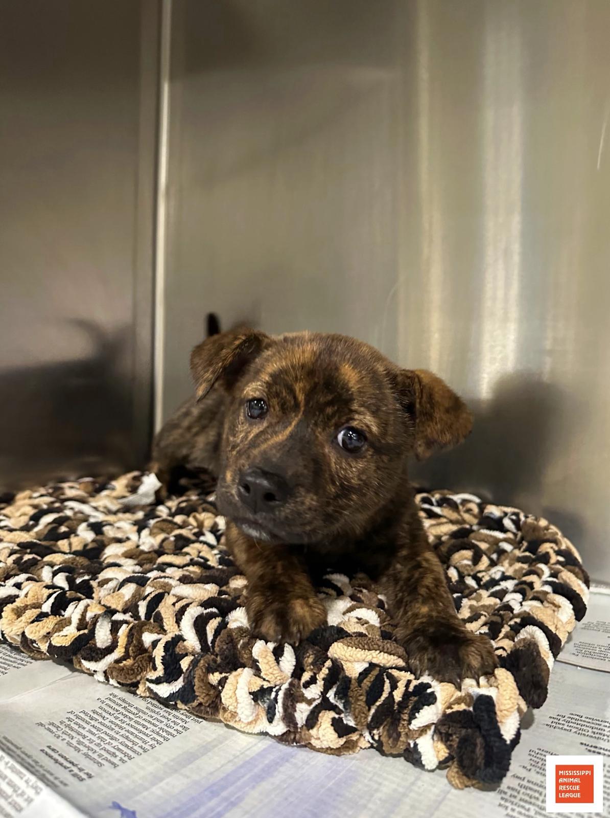 Enlarge Toni, a ADOPTABLE mixed breed in Jackson, MS image 1/1