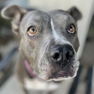 Gracie, Adoptable, Adult Female Pit Bull Terrier.