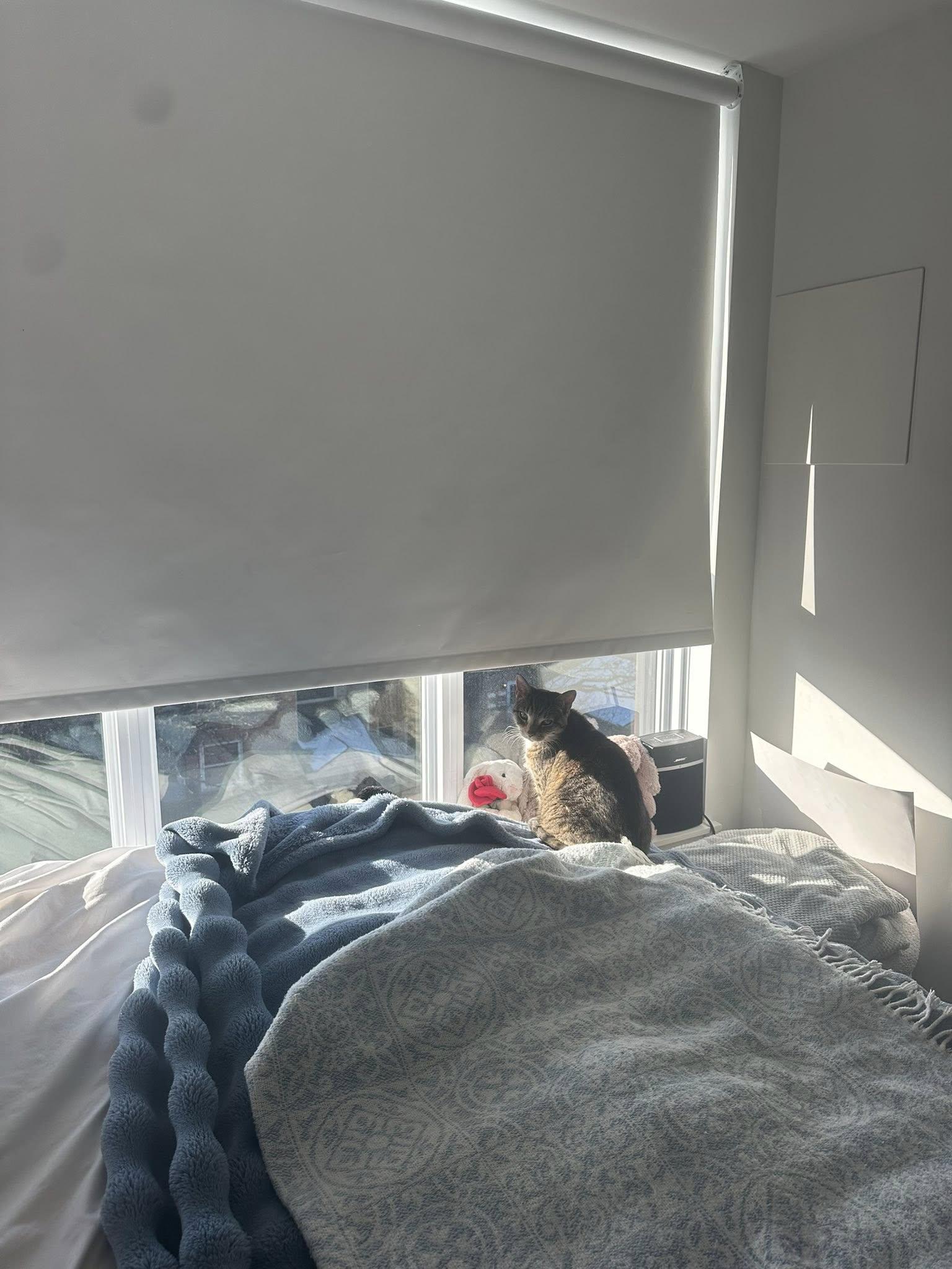 Enlarge Petunia, a Adopted Domestic Short Hair in Orleans, ON image 1/2