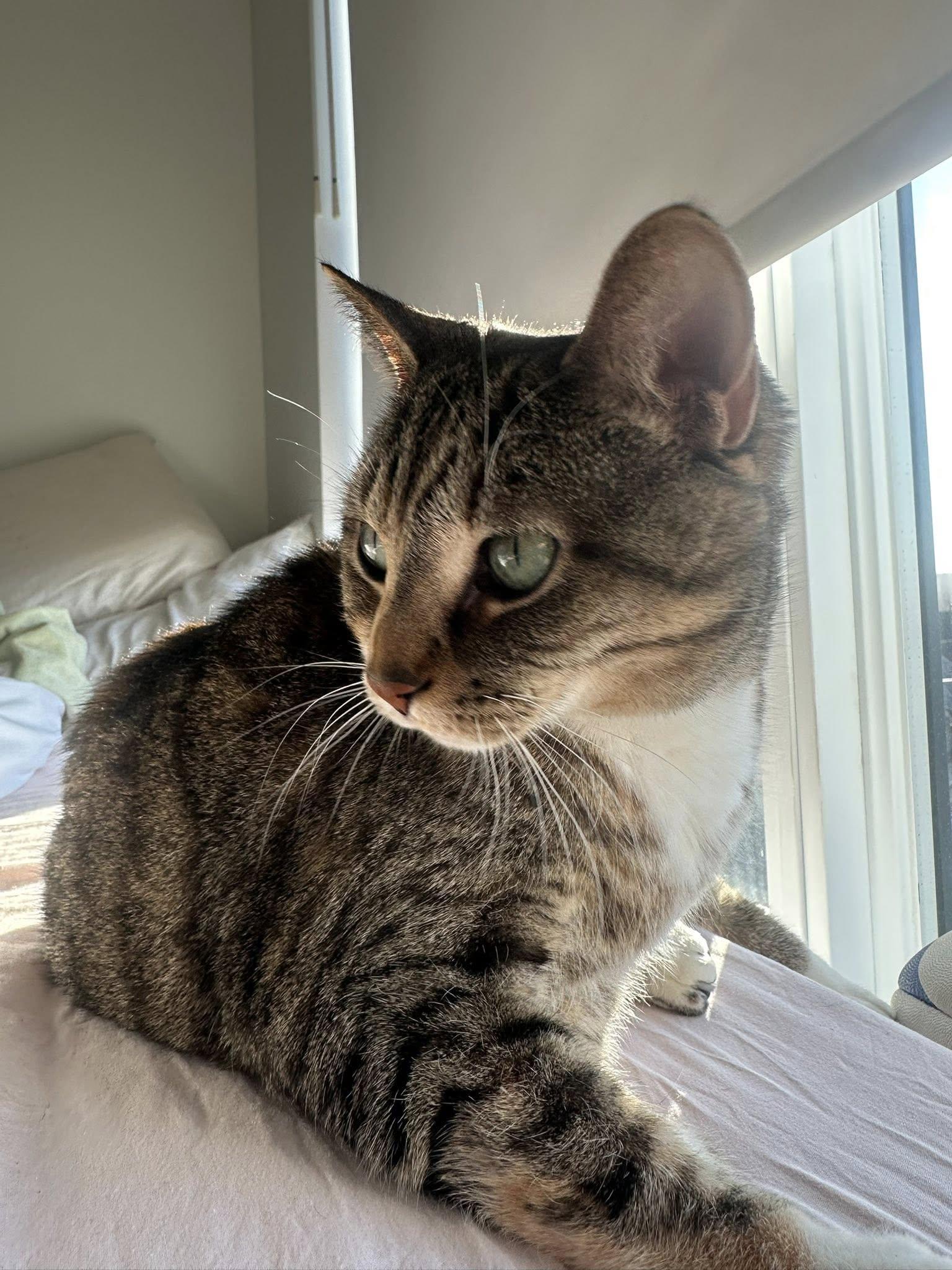 Enlarge Petunia, a Adopted Domestic Short Hair in Orleans, ON image 2/2