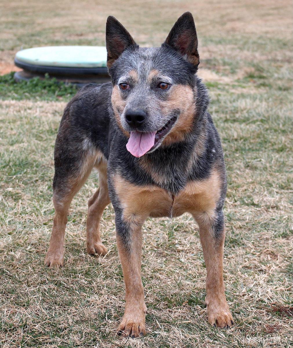 Enlarge Draco, an adopted mixed breed in Bedford, VA image 3/3