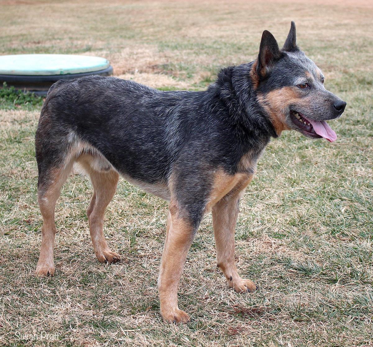 Enlarge Draco, an adopted mixed breed in Bedford, VA image 2/3