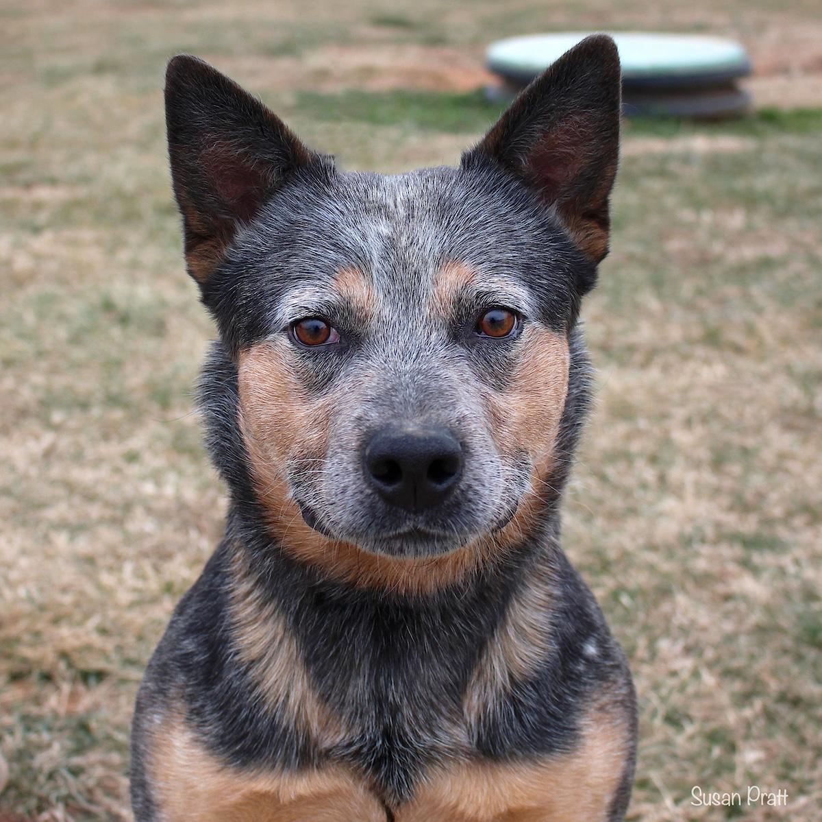 Enlarge Draco, an adopted mixed breed in Bedford, VA image 1/3