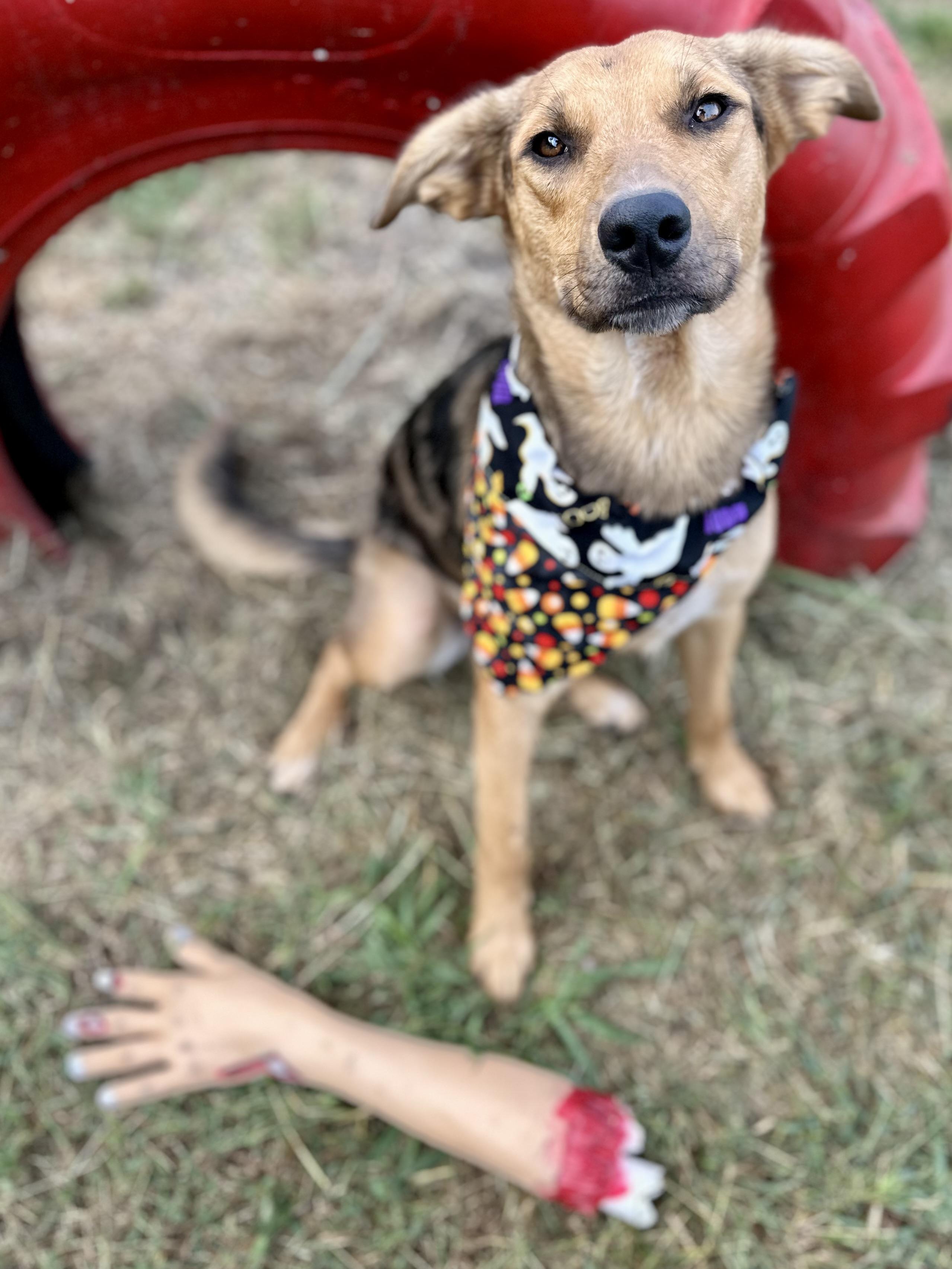 Gizmo, Adoptable, Young Male Australian Cattle Dog / Blue Heeler & Catahoula Leopard Dog.