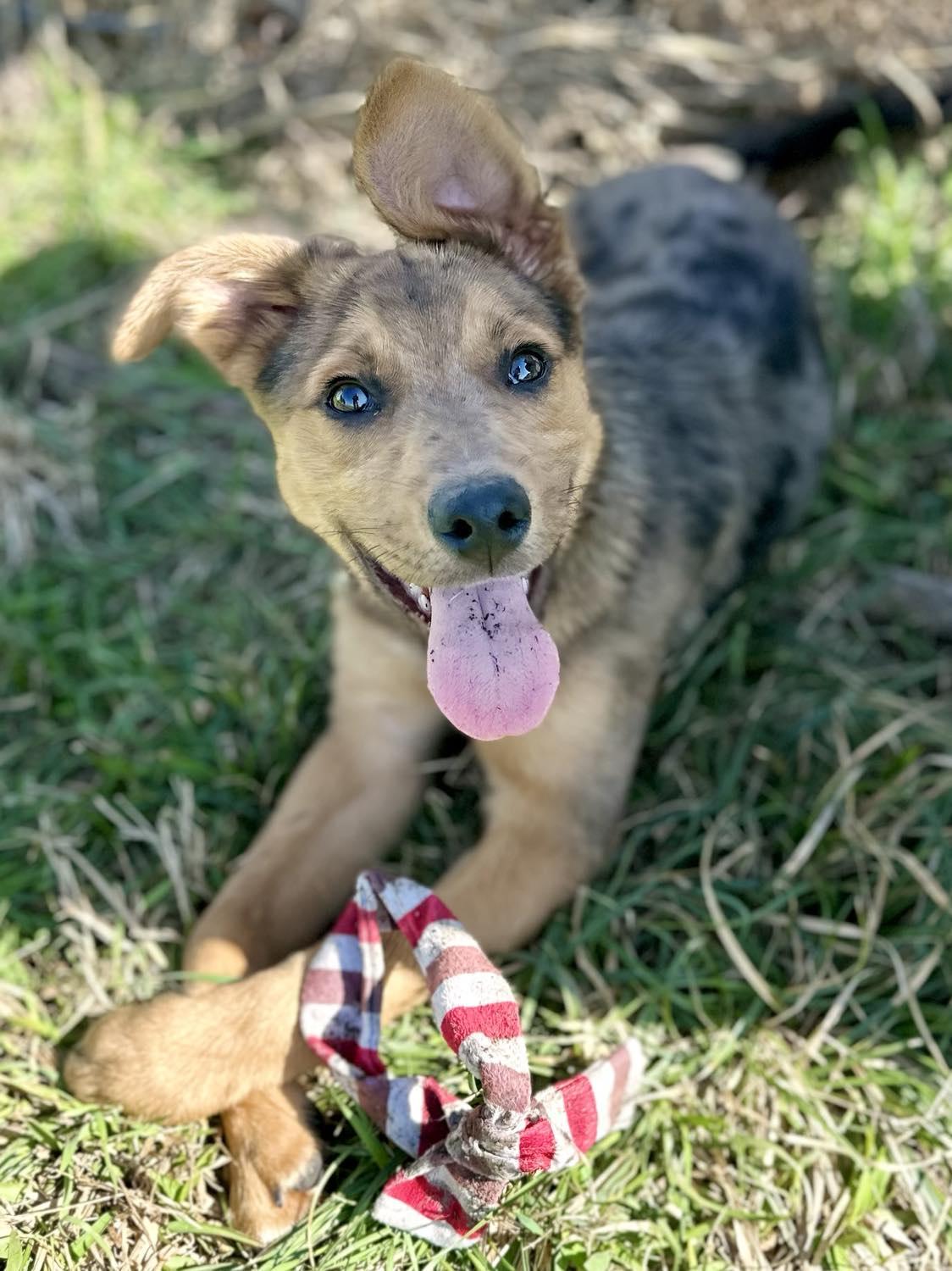 Enlarge Gizmo, a Adoptable mixed breed in Whitewright, TX image 4/6