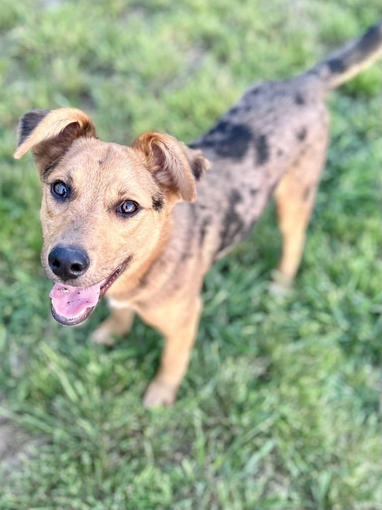 Enlarge Gizmo, a Adoptable mixed breed in Whitewright, TX image 5/6