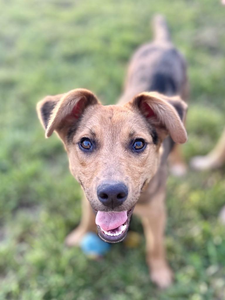 Enlarge Gizmo, a Adoptable mixed breed in Whitewright, TX image 6/6