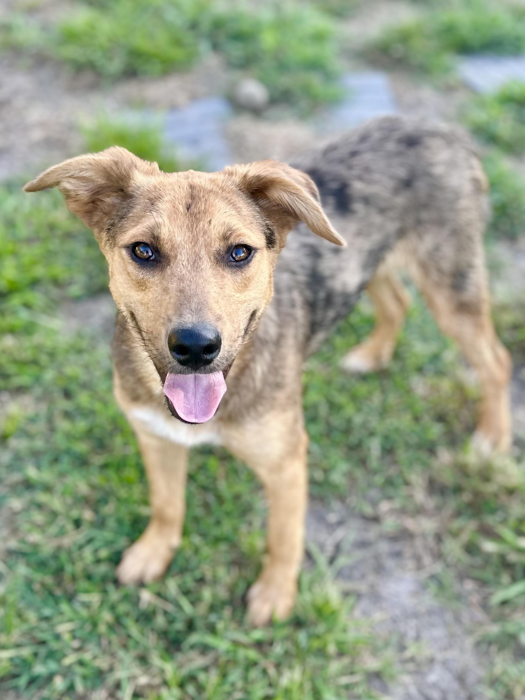 Gizmo, Adoptable, Young Male Australian Cattle Dog / Blue Heeler & Catahoula Leopard Dog.