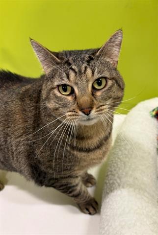 PUNKY BREWSTER, Adoptable, Adult Female Domestic Short Hair.