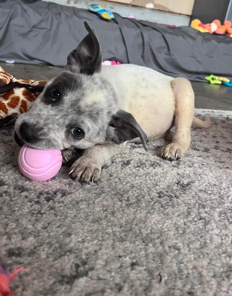 Lilly, Adopted, Puppy Female Mixed Breed.