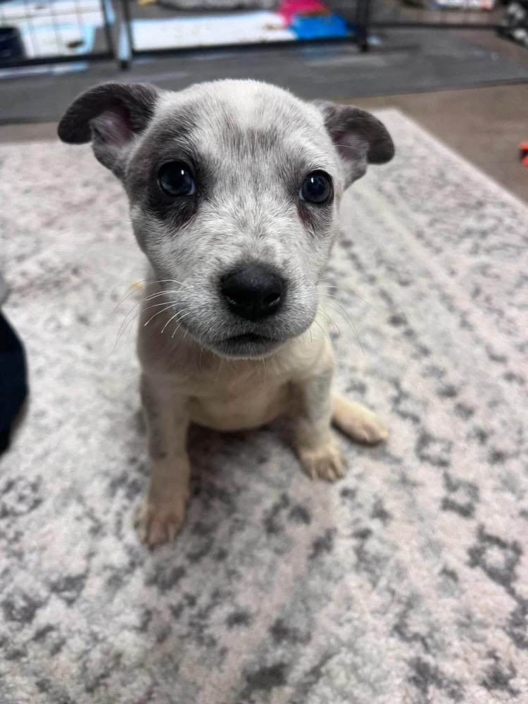 Lilly, a Adopted mixed breed in Wendell, NC image 2/5