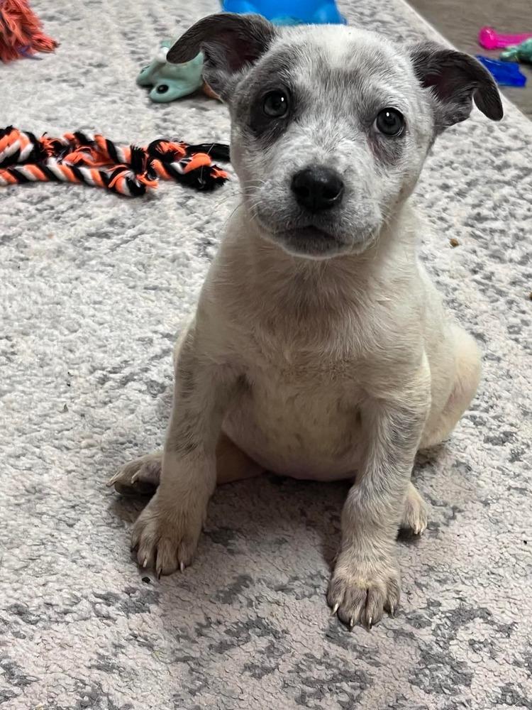 Lilly, a Adopted mixed breed in Wendell, NC image 3/5