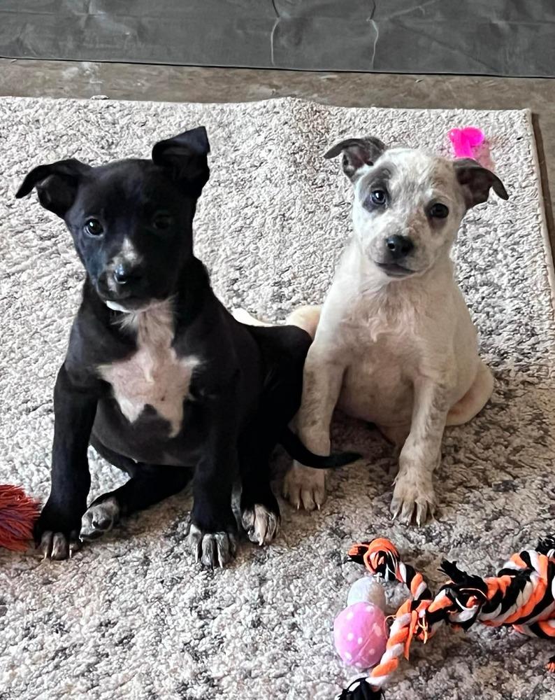 Lilly, a Adopted mixed breed in Wendell, NC image 5/5