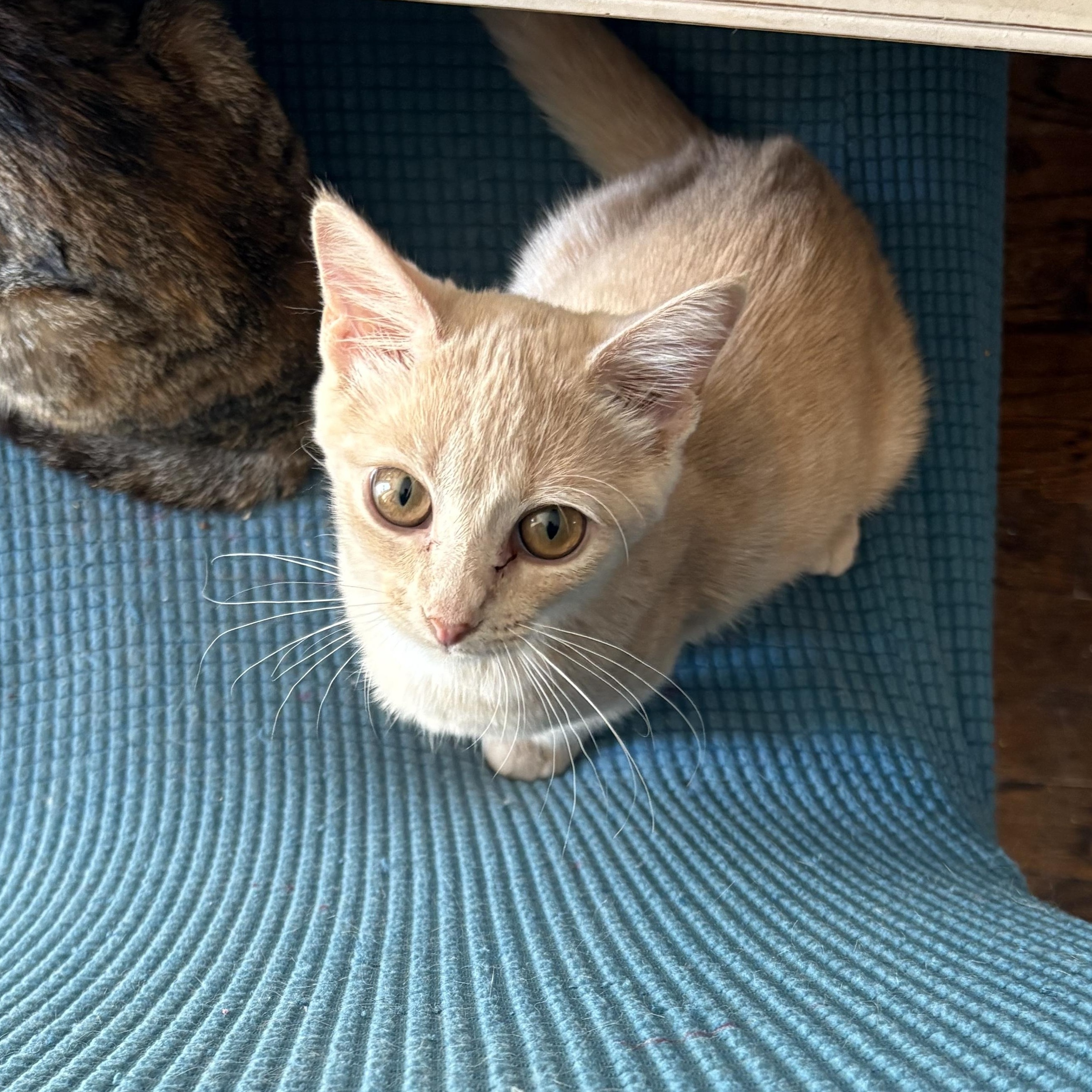 Enlarge Sugar N Spice (bonded ,one fee), a Adoptable Domestic Short Hair in Wayne , NJ image 2/3