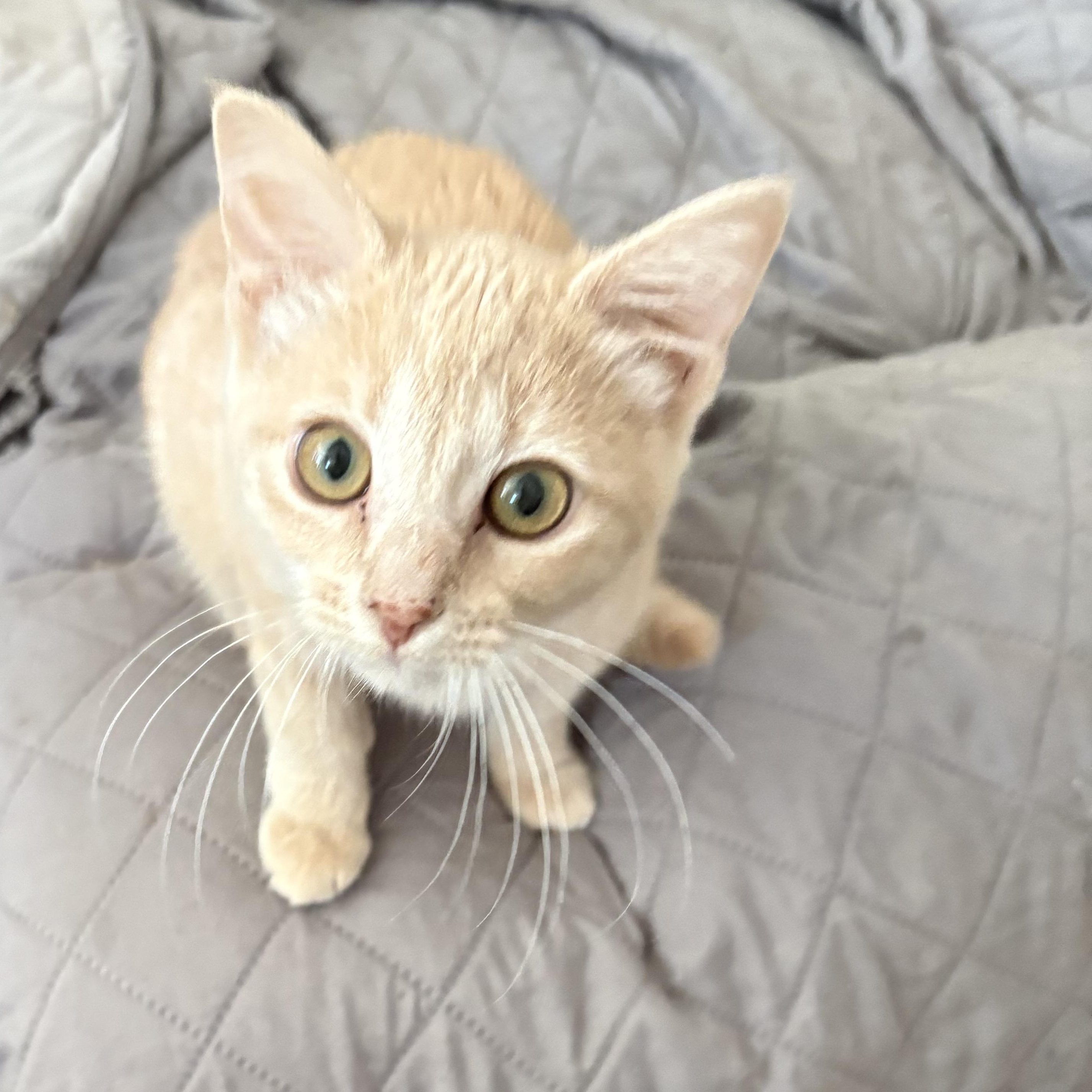 Sugar N Spice (bonded ,one fee), Adoptable, Kitten Female Domestic Short Hair.