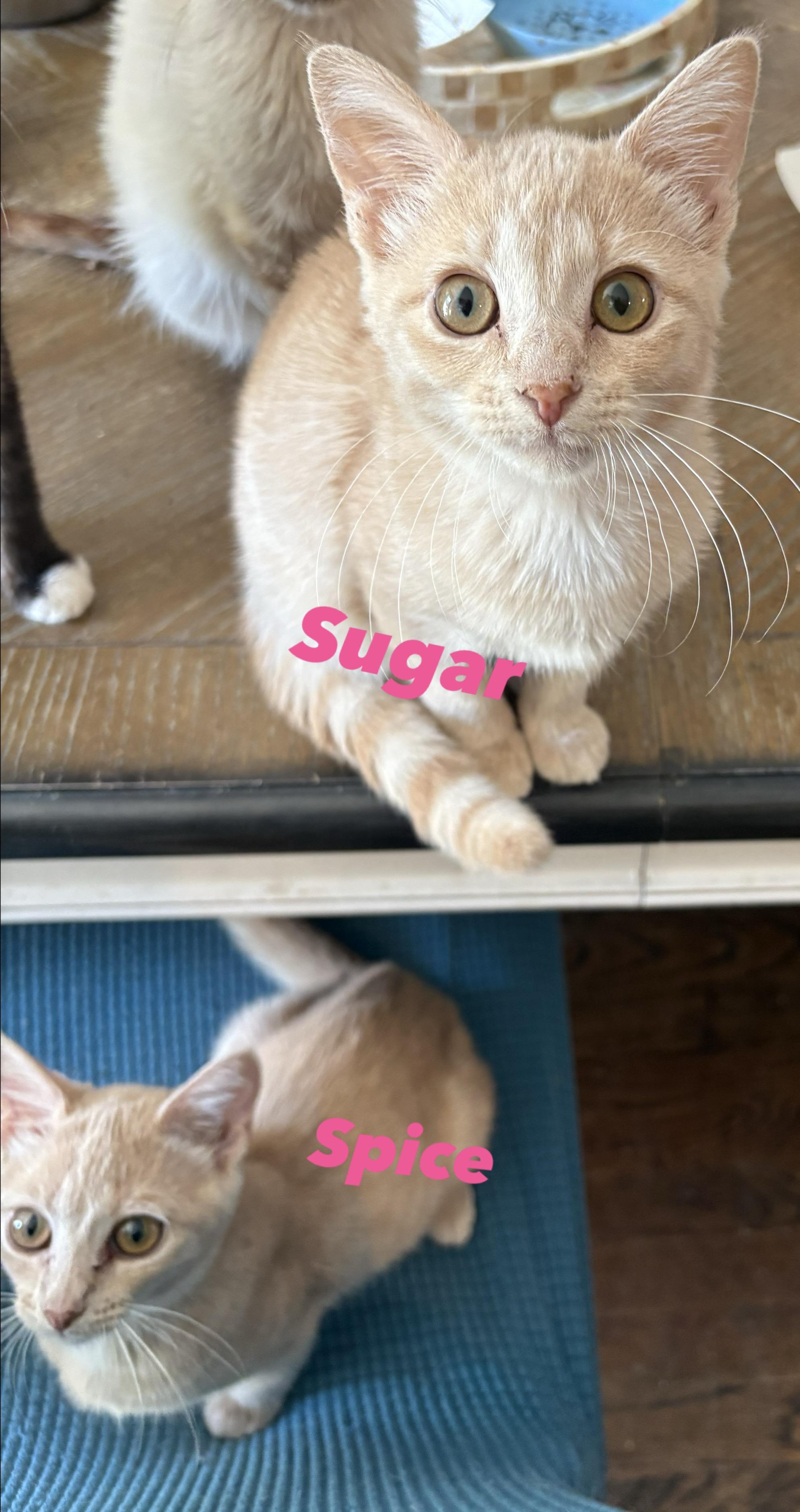 Enlarge Sugar N Spice (bonded ,one fee), a Adoptable Domestic Short Hair in Wayne , NJ image 3/3
