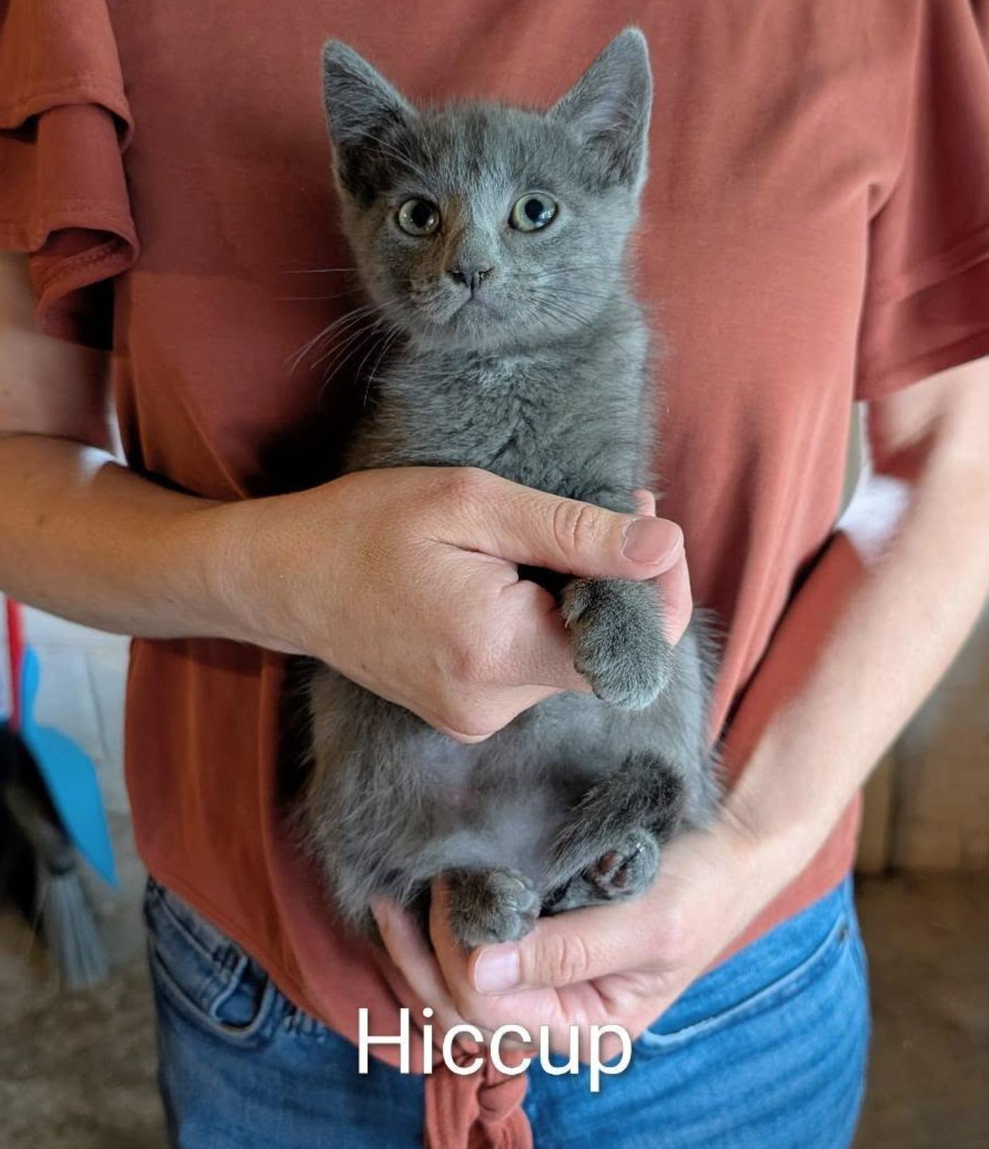 Hiccup, Adoptable, Kitten Male Domestic Short Hair.