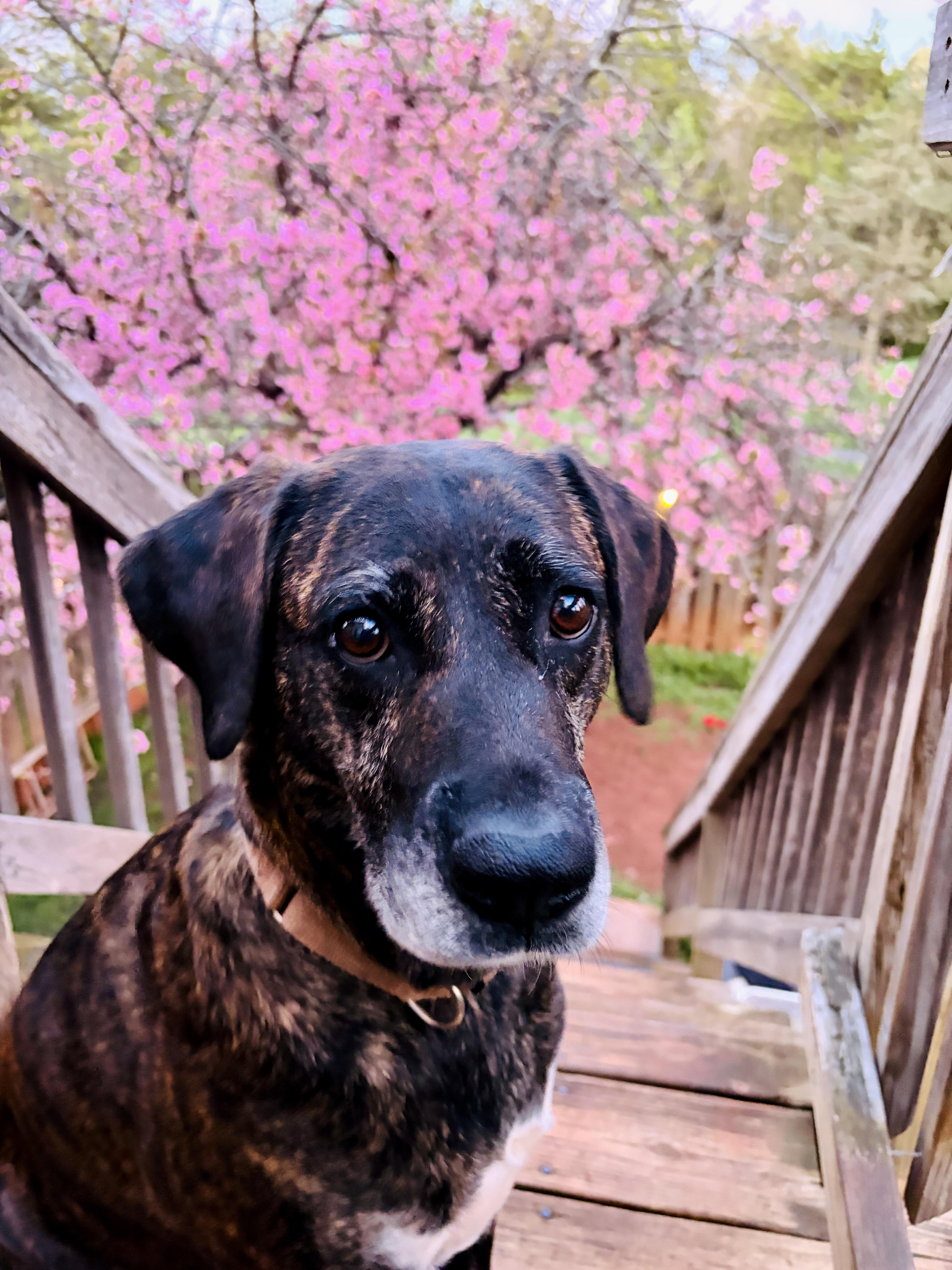 Enlarge Missy, a ADOPTABLE mixed breed in Fairfax, VA image 2/4