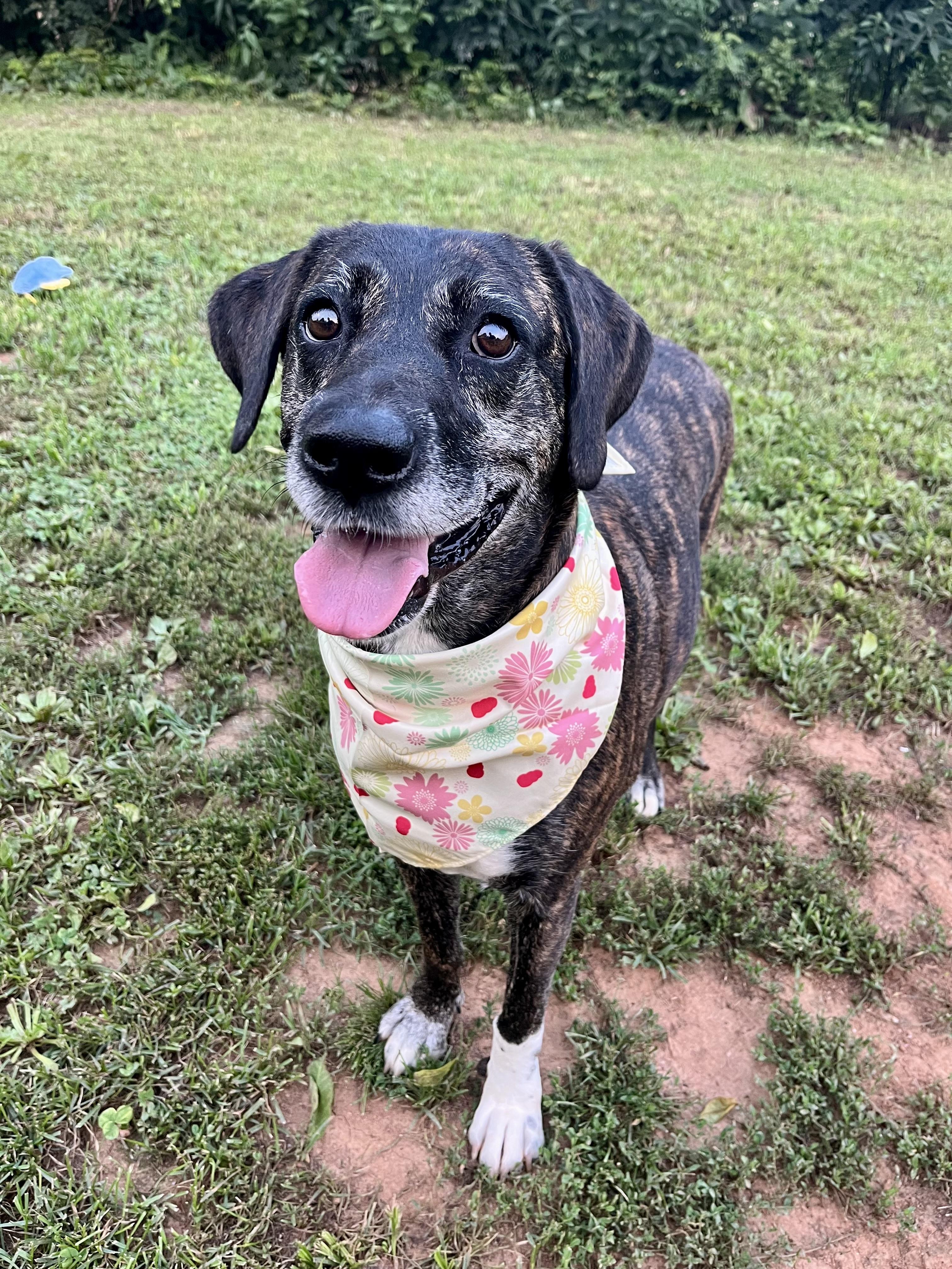 Missy, a ADOPTABLE mixed breed in Fairfax, VA image 5/5