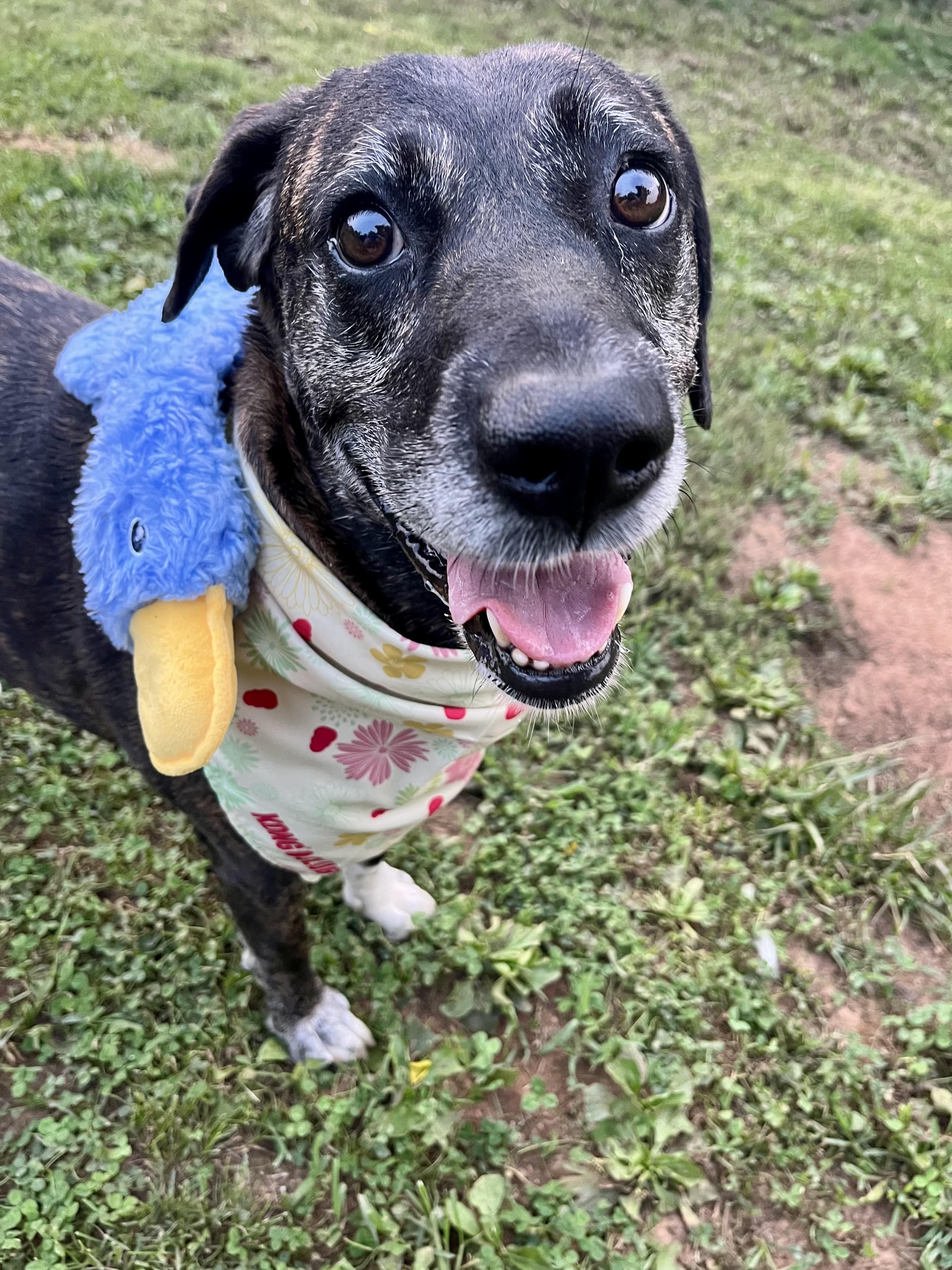 Missy, ADOPTABLE, Senior Female Plott Hound.