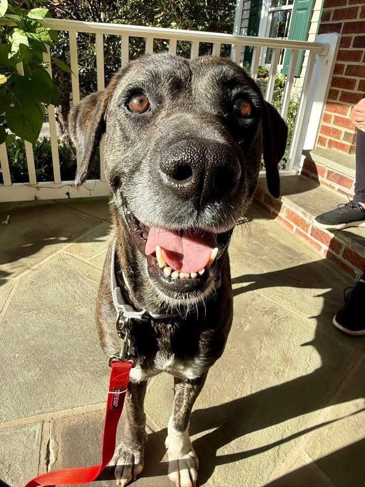 Missy, ADOPTABLE, Senior Female Plott Hound.