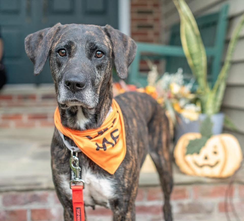 Enlarge Missy, a ADOPTABLE mixed breed in Fairfax, VA image 3/4