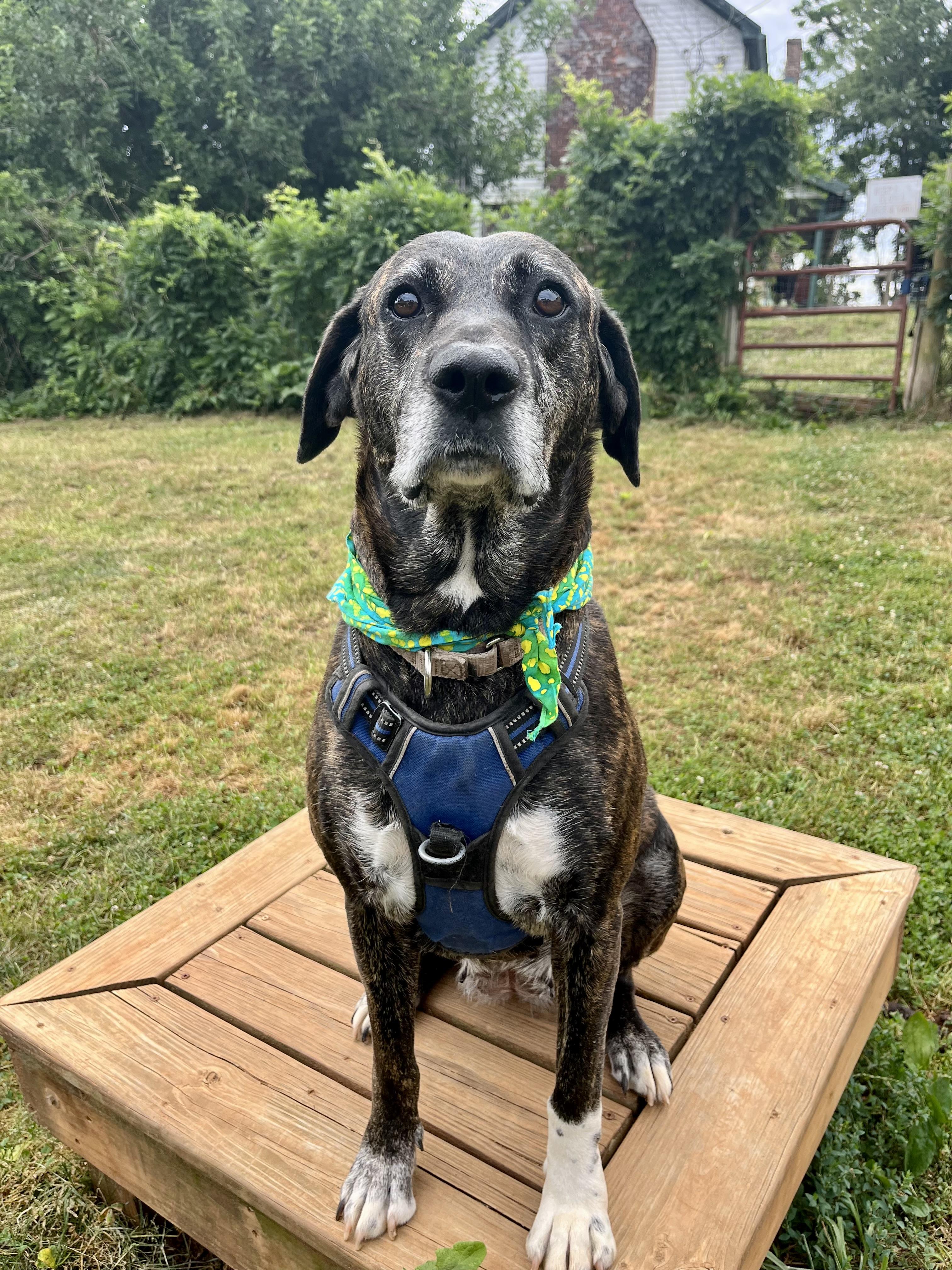 Missy, a ADOPTABLE mixed breed in Fairfax, VA image 4/5
