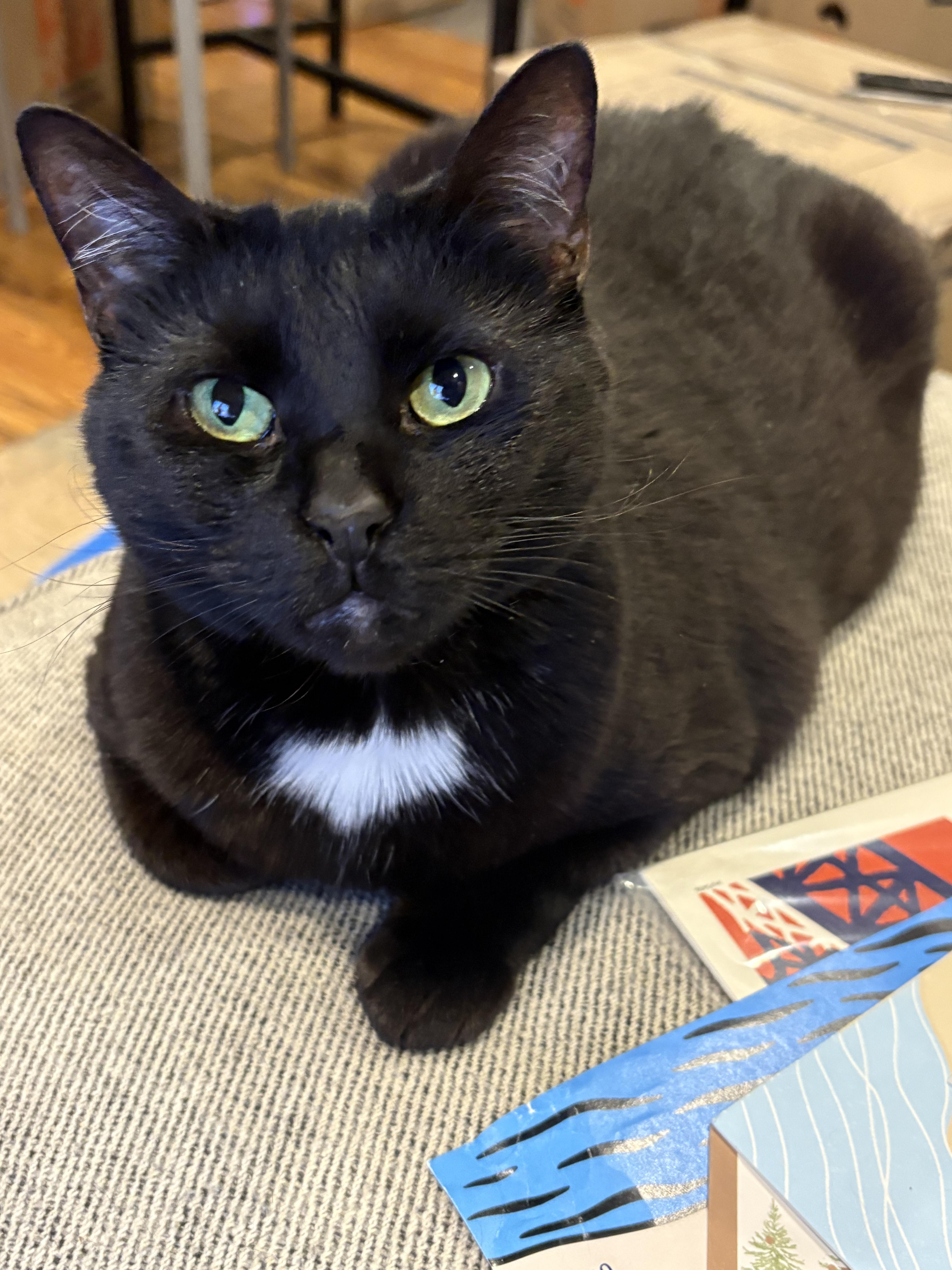Piper, an adopted American Shorthair in Brooklyn, NY image 3/3