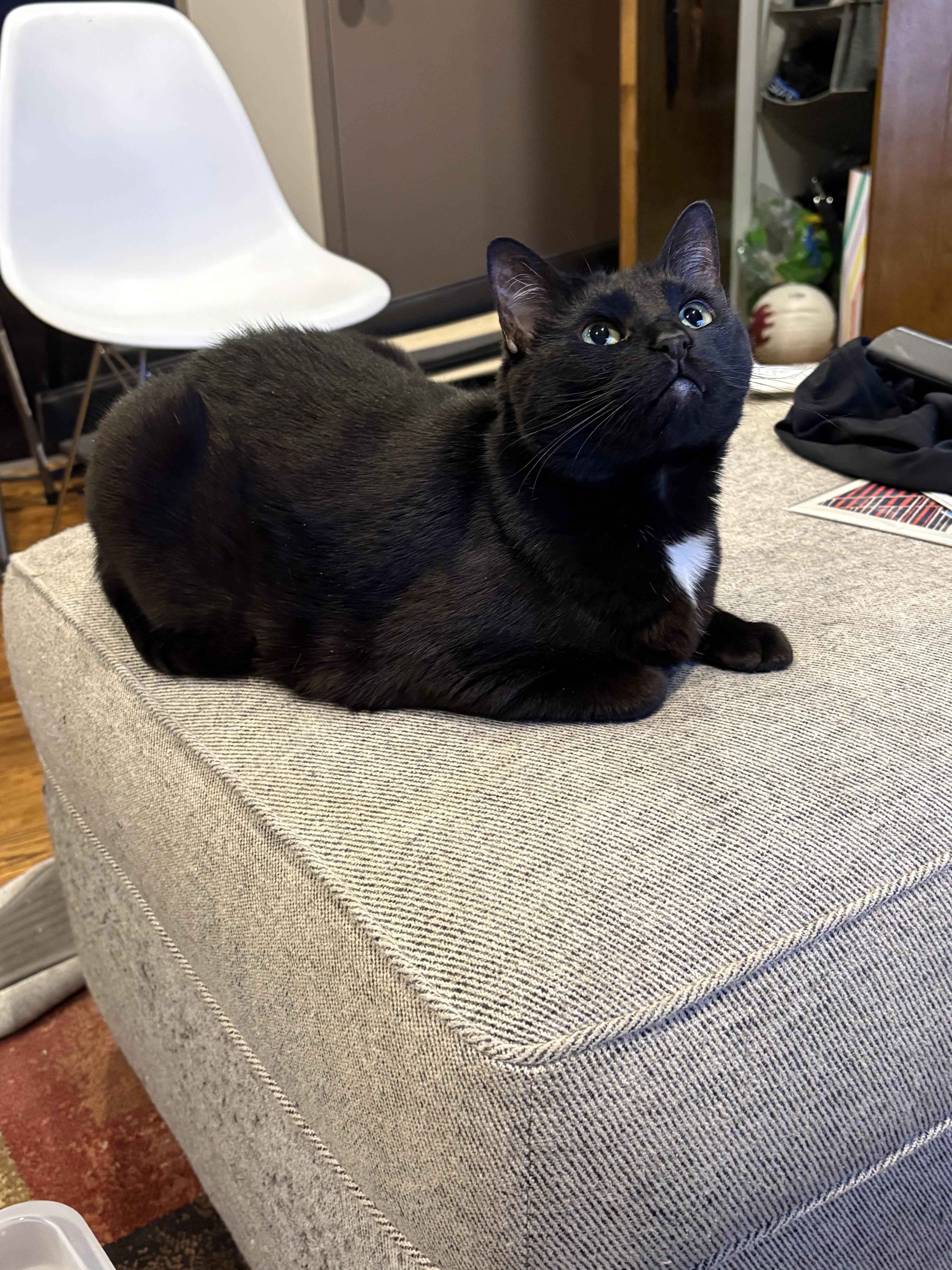 Piper, ADOPTABLE, Adult Female American Shorthair.