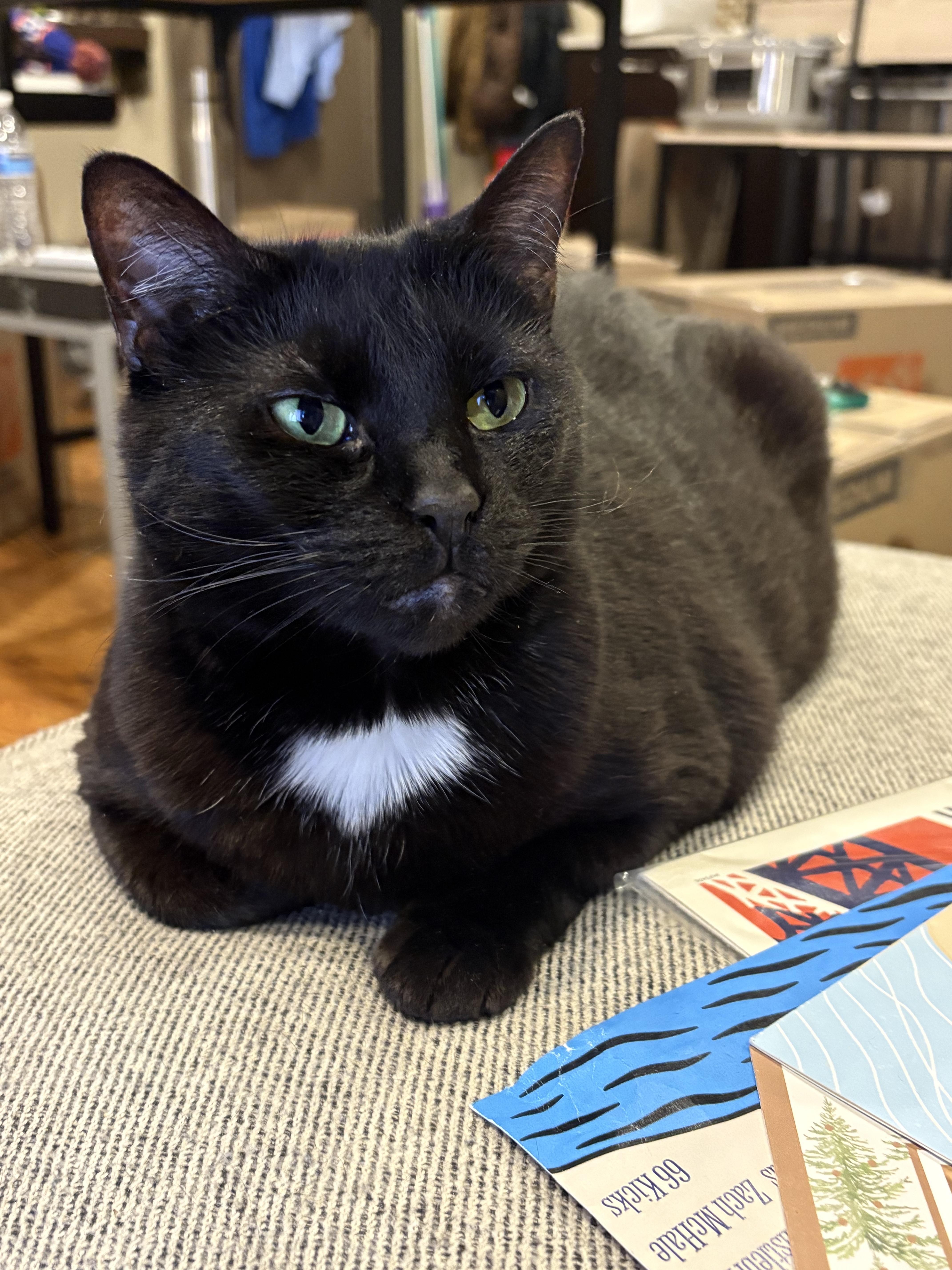 Piper, an adopted American Shorthair in Brooklyn, NY image 2/3