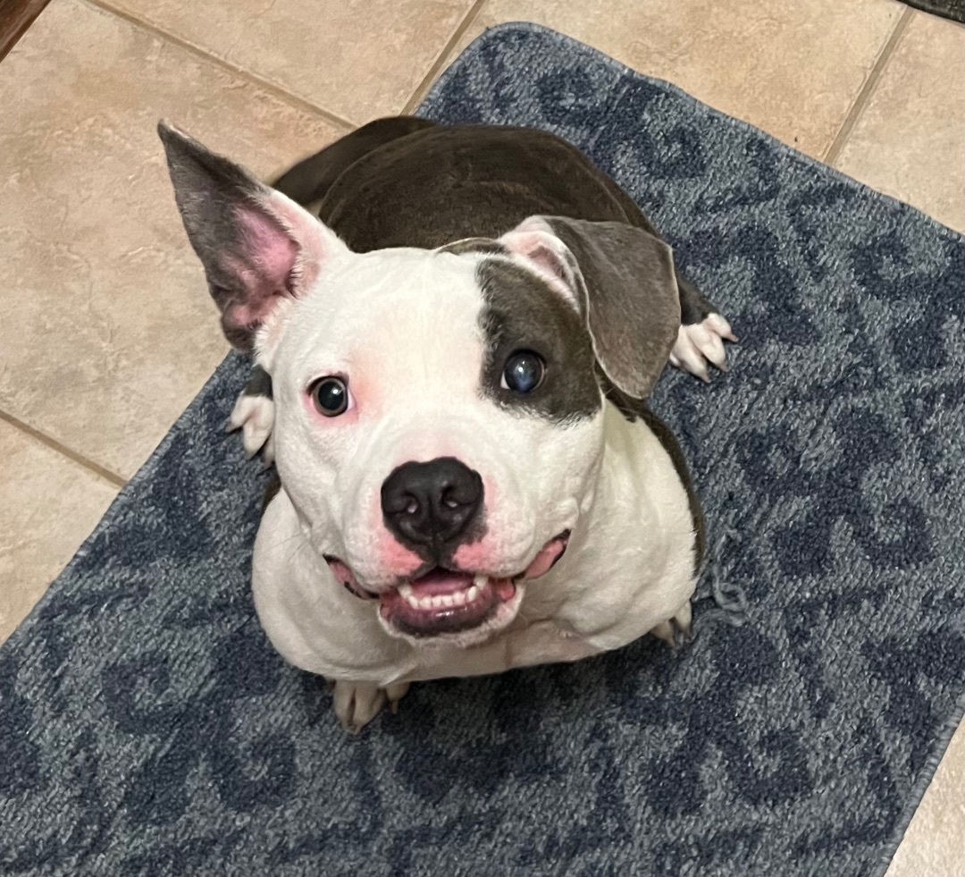 Mable, Adopted, Adult Female American Staffordshire Terrier.