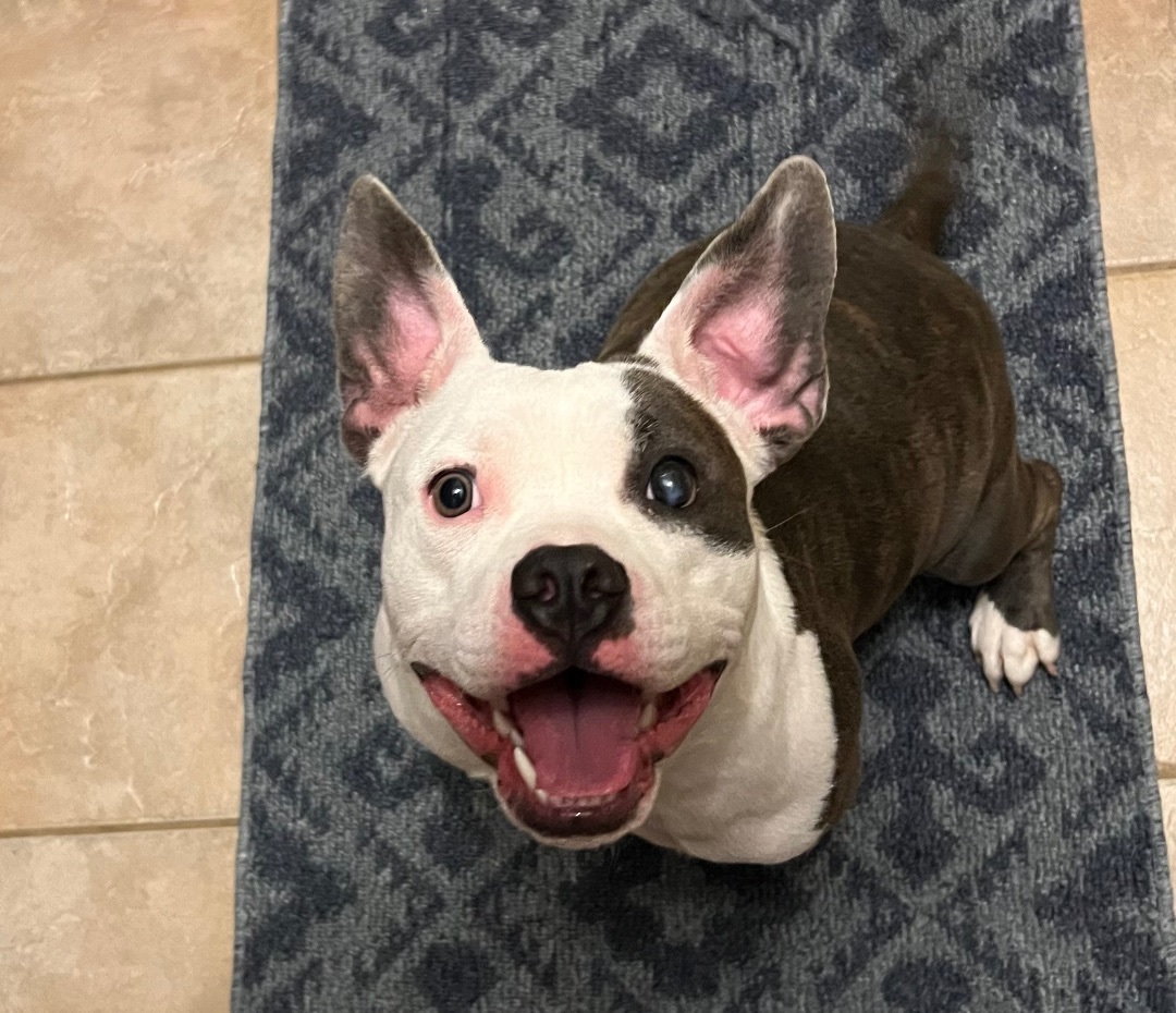 Enlarge Mable, a Adopted American Staffordshire Terrier in Tomball, TX image 2/6