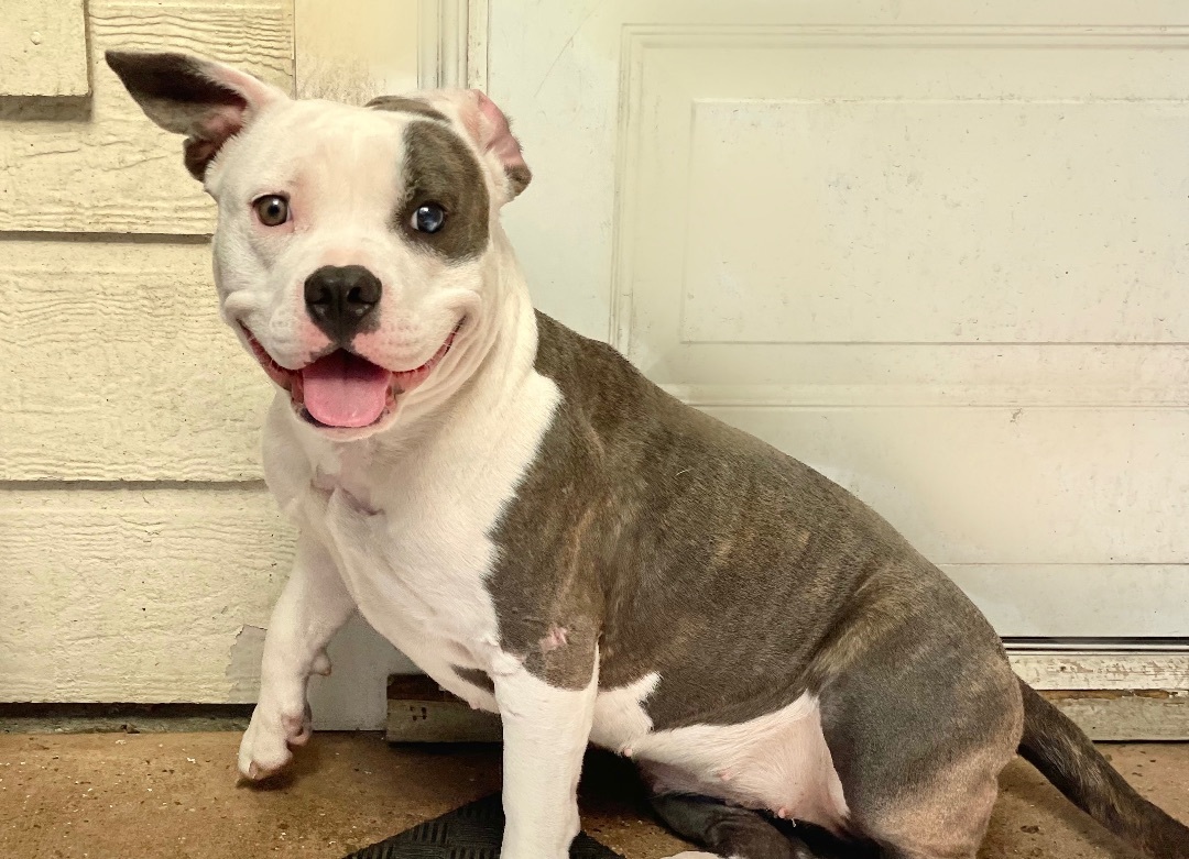 Mable, Adopted, Adult Female American Staffordshire Terrier.
