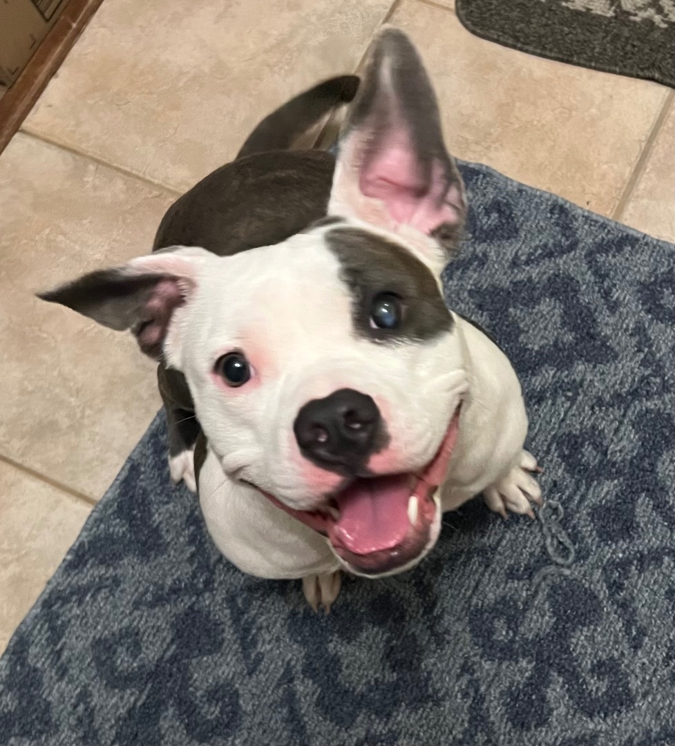 Enlarge Mable, a Adopted American Staffordshire Terrier in Tomball, TX image 4/6