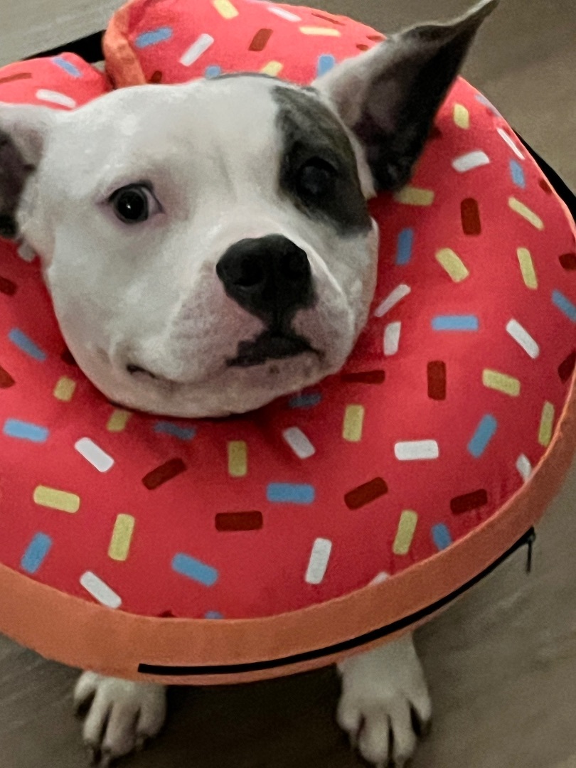 Enlarge Mable, a Adopted American Staffordshire Terrier in Tomball, TX image 5/6