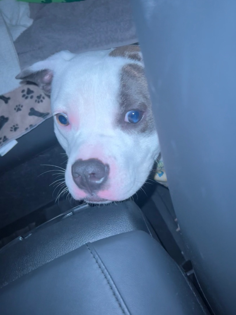 Enlarge Mable, a Adopted American Staffordshire Terrier in Tomball, TX image 6/6