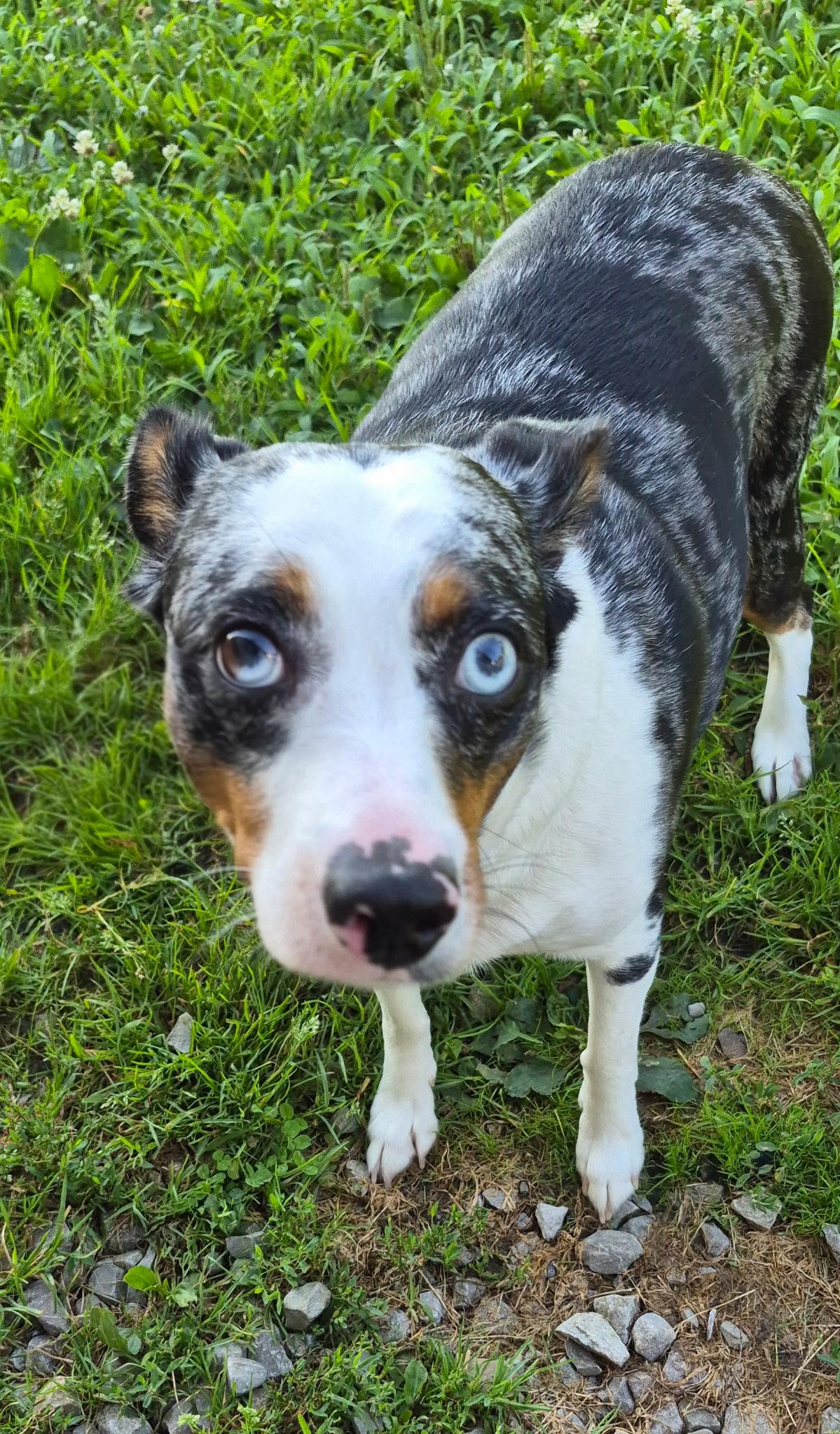 Gitano, adopted, Adult Male Australian Cattle Dog / Blue Heeler.