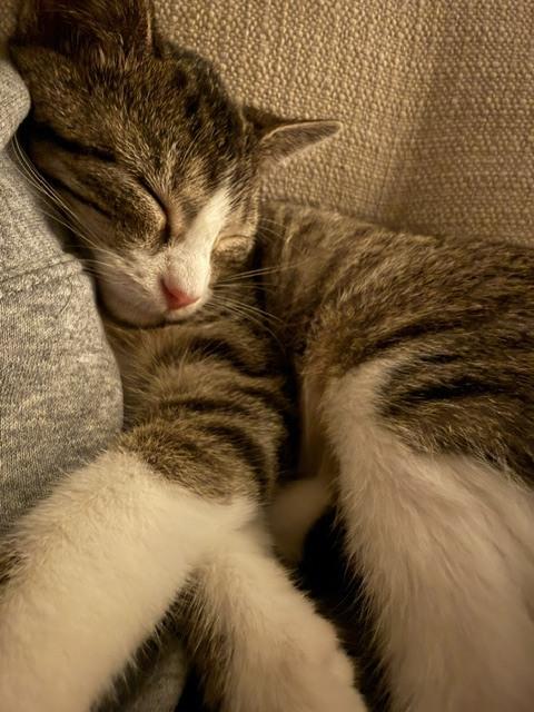 Squirrel, Adoptable, Kitten Female Domestic Short Hair.