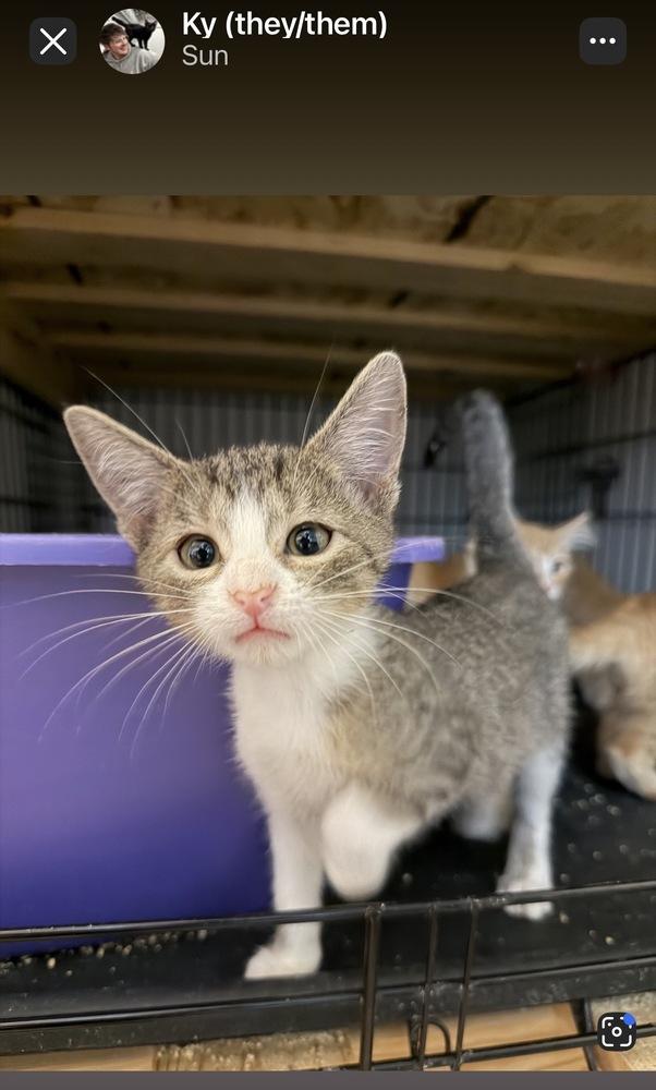 Enlarge Squirrel, a Adoptable Domestic Short Hair in Omaha, NE image 3/4
