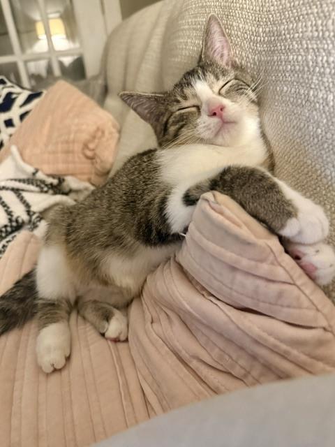 Enlarge Squirrel, a Adoptable Domestic Short Hair in Omaha, NE image 4/4