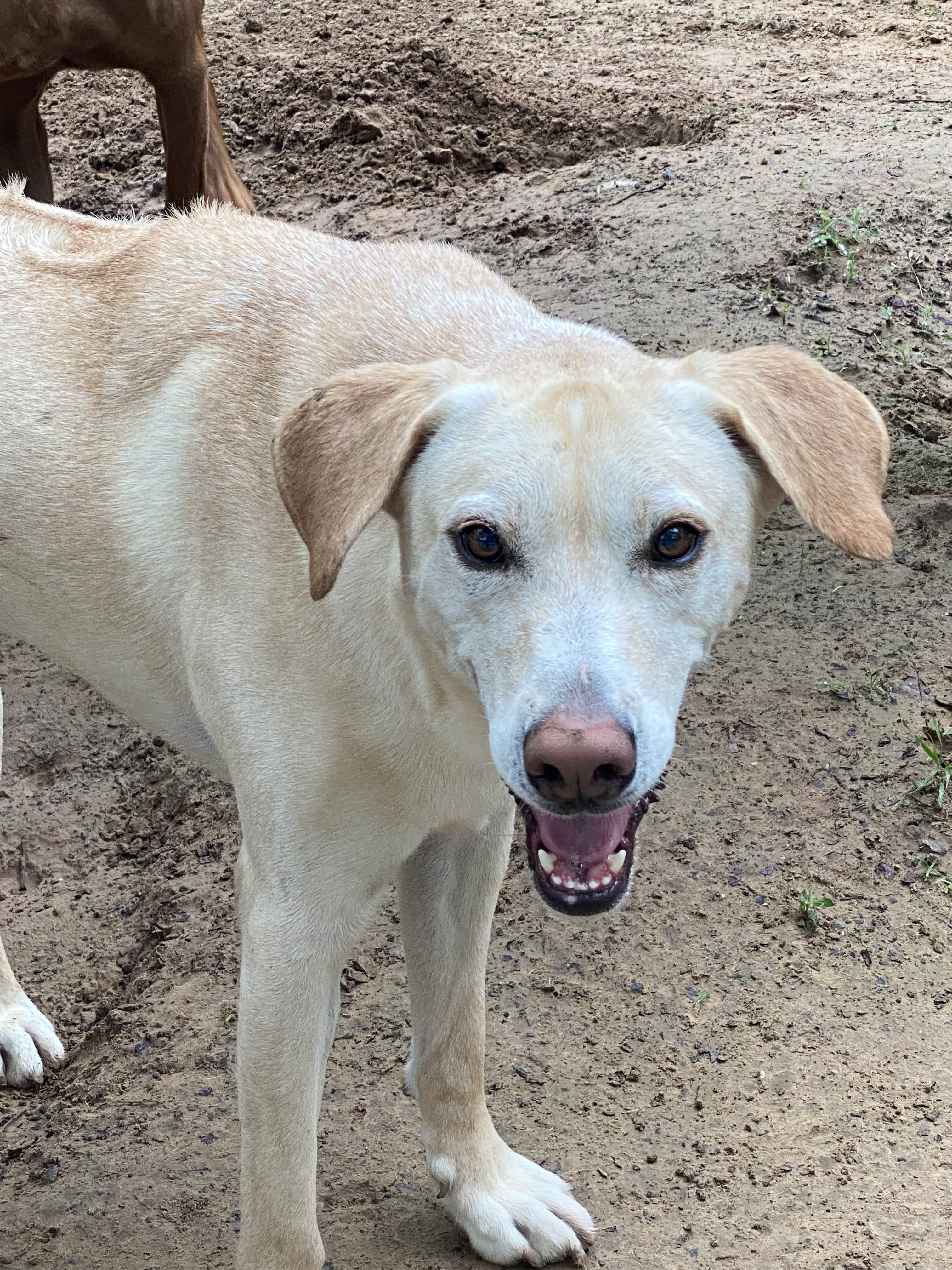 Eli, Adoptable, Adult Male Labrador Retriever & Rhodesian Ridgeback.