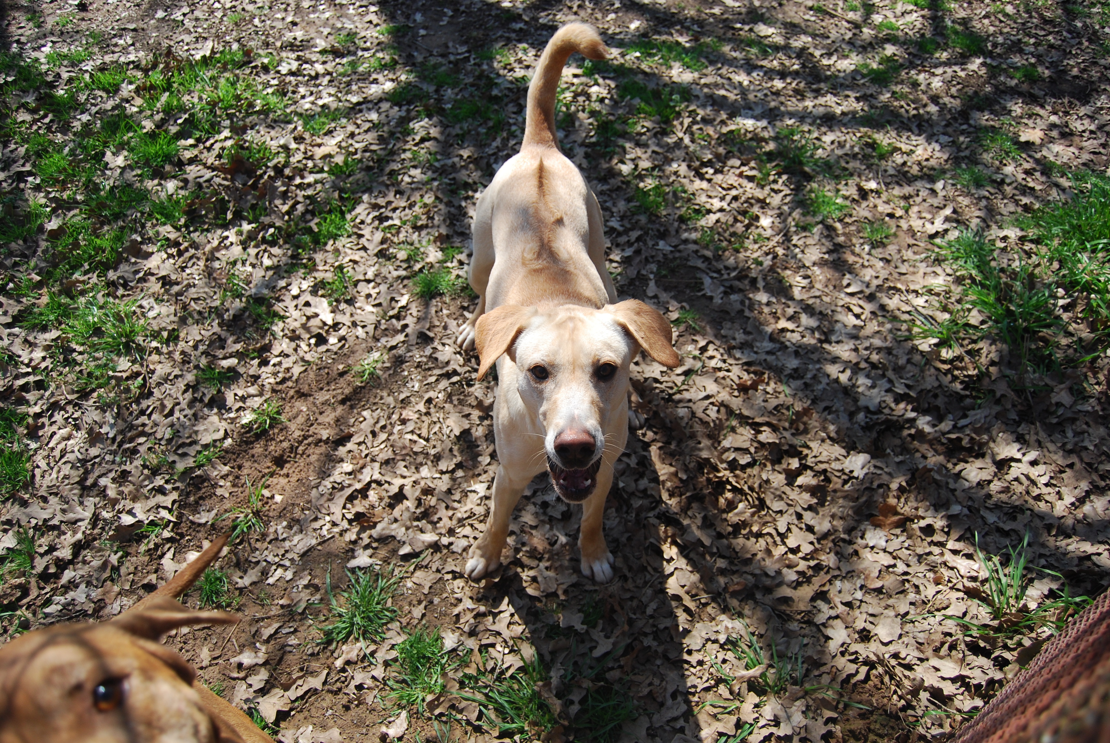 Eli, a Adoptable mixed breed in Paradise, TX image 2/4
