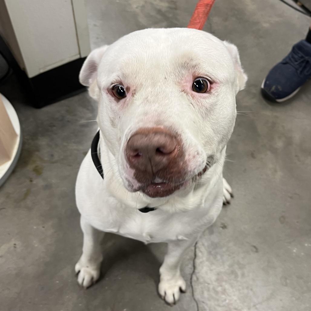 Enlarge Achilles, a Adoptable mixed breed in Tampa, FL image 1/3