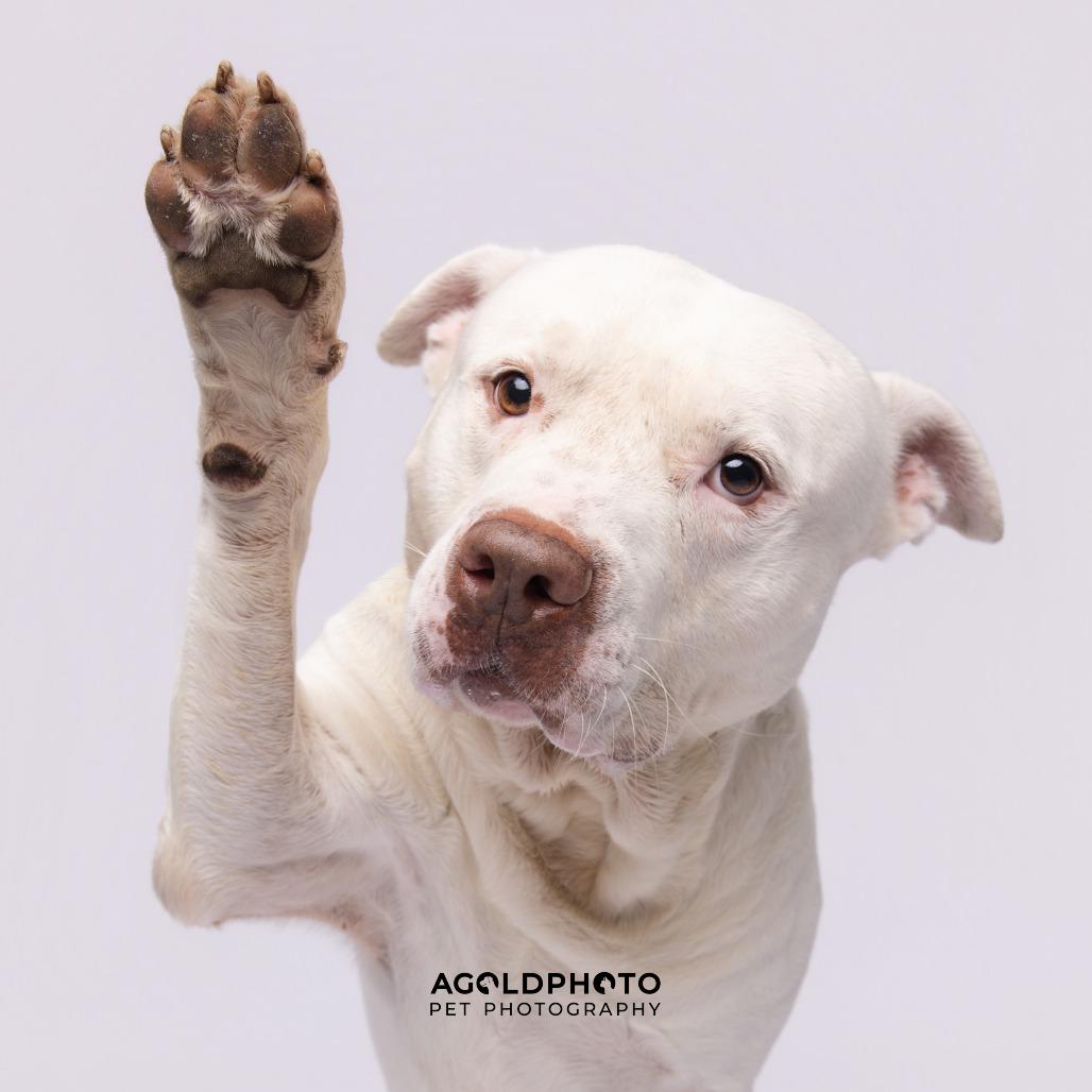 Enlarge Achilles, a Adoptable mixed breed in Tampa, FL image 2/3