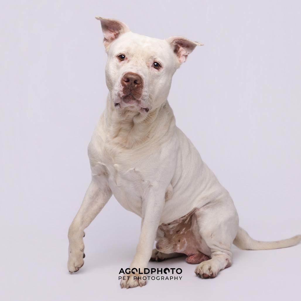 Enlarge Achilles, a Adoptable mixed breed in Tampa, FL image 3/3