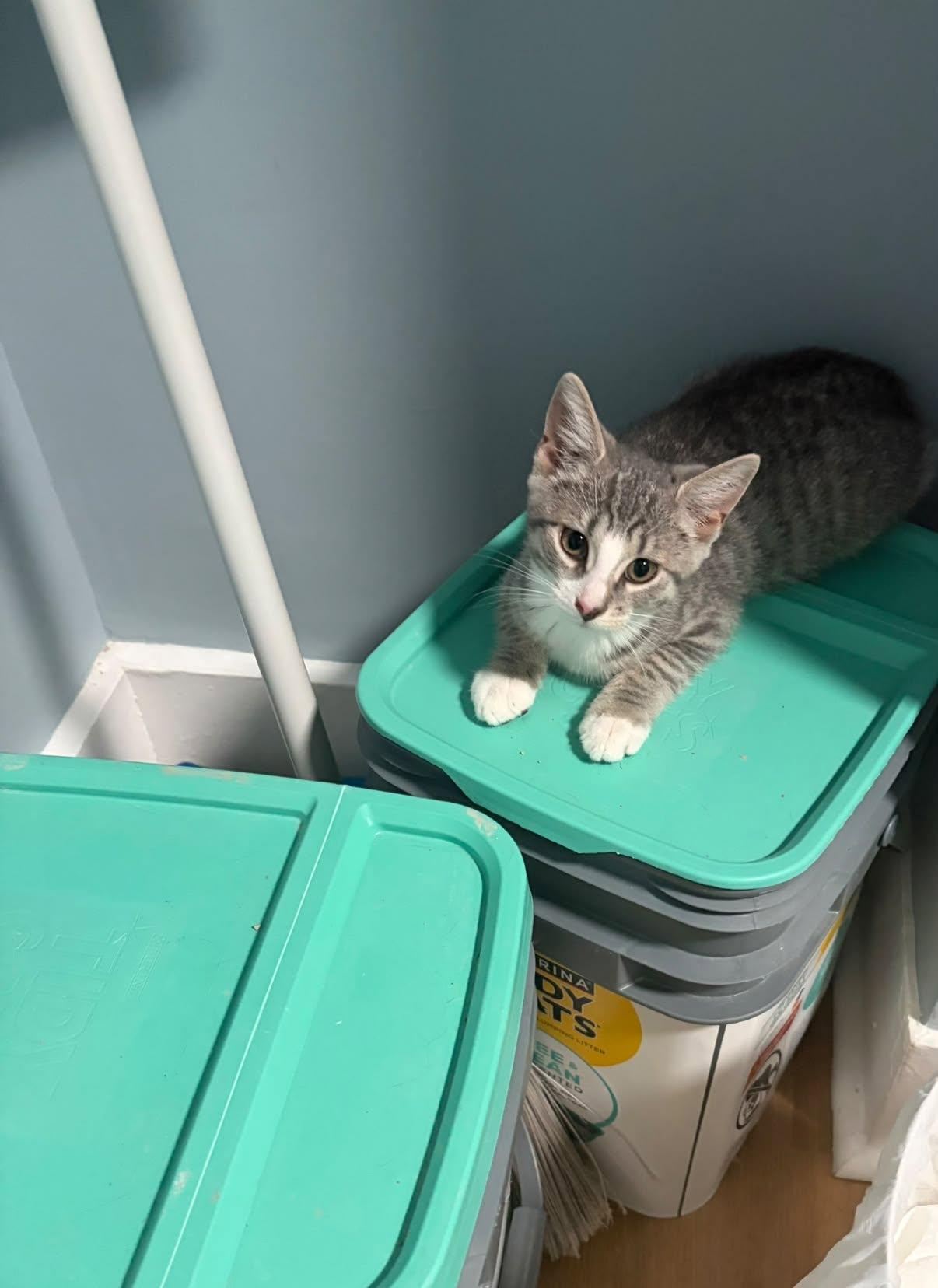 Moony, ADOPTABLE, Young Female Domestic Short Hair.
