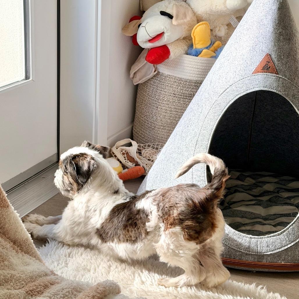 Badger — thumbnail 3