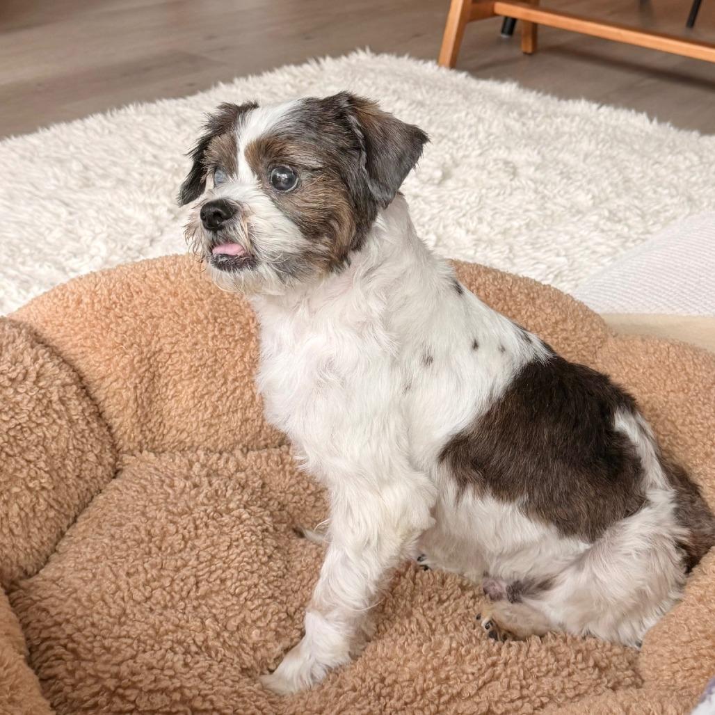 Badger — thumbnail 4